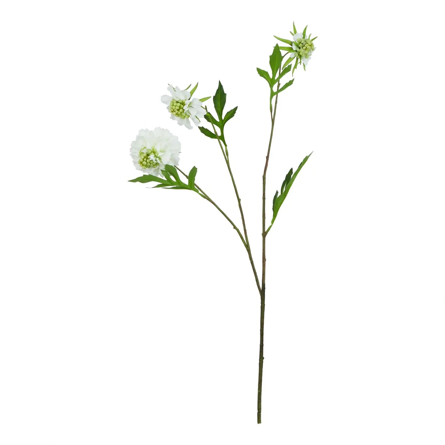 The Natural Garden Collection White Scabious Stem Makur Interior