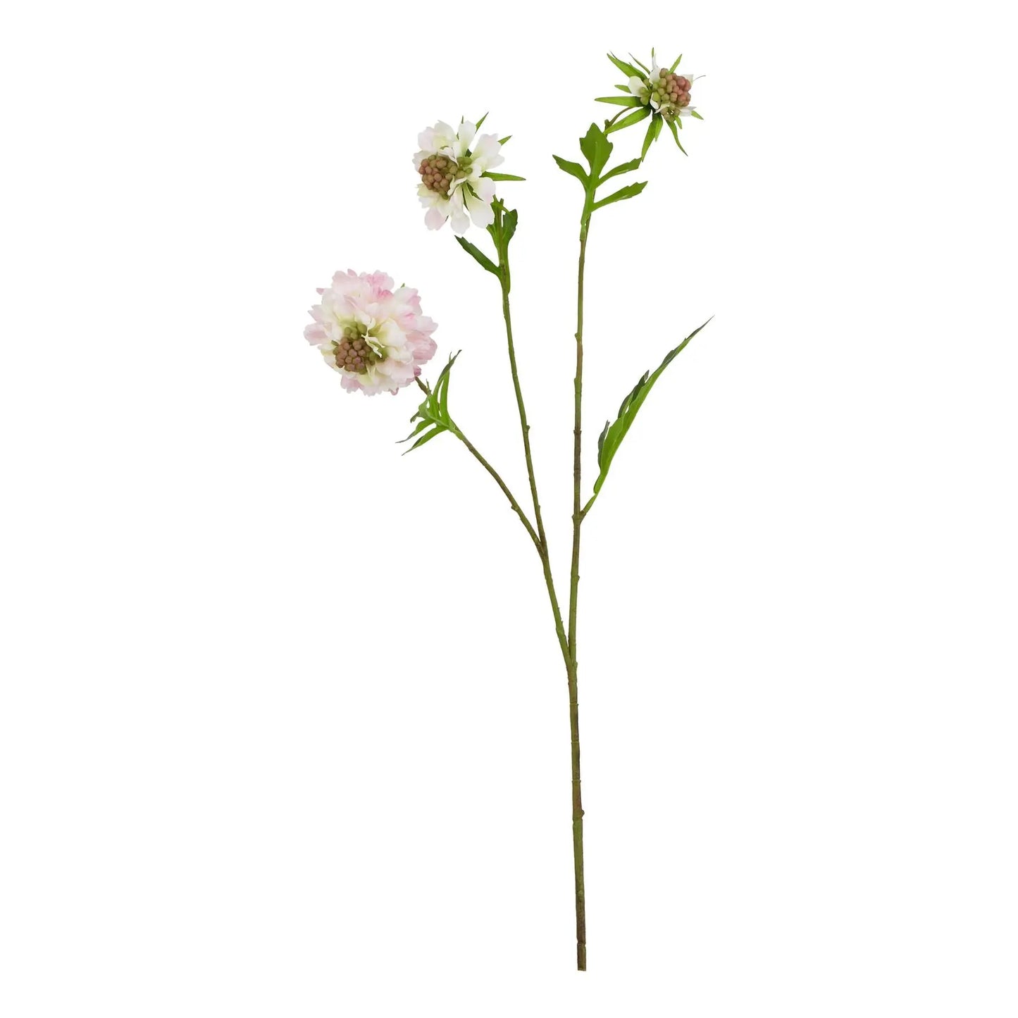 The Natural Garden Collection Pale Pink Scabious Stem Makur Interior