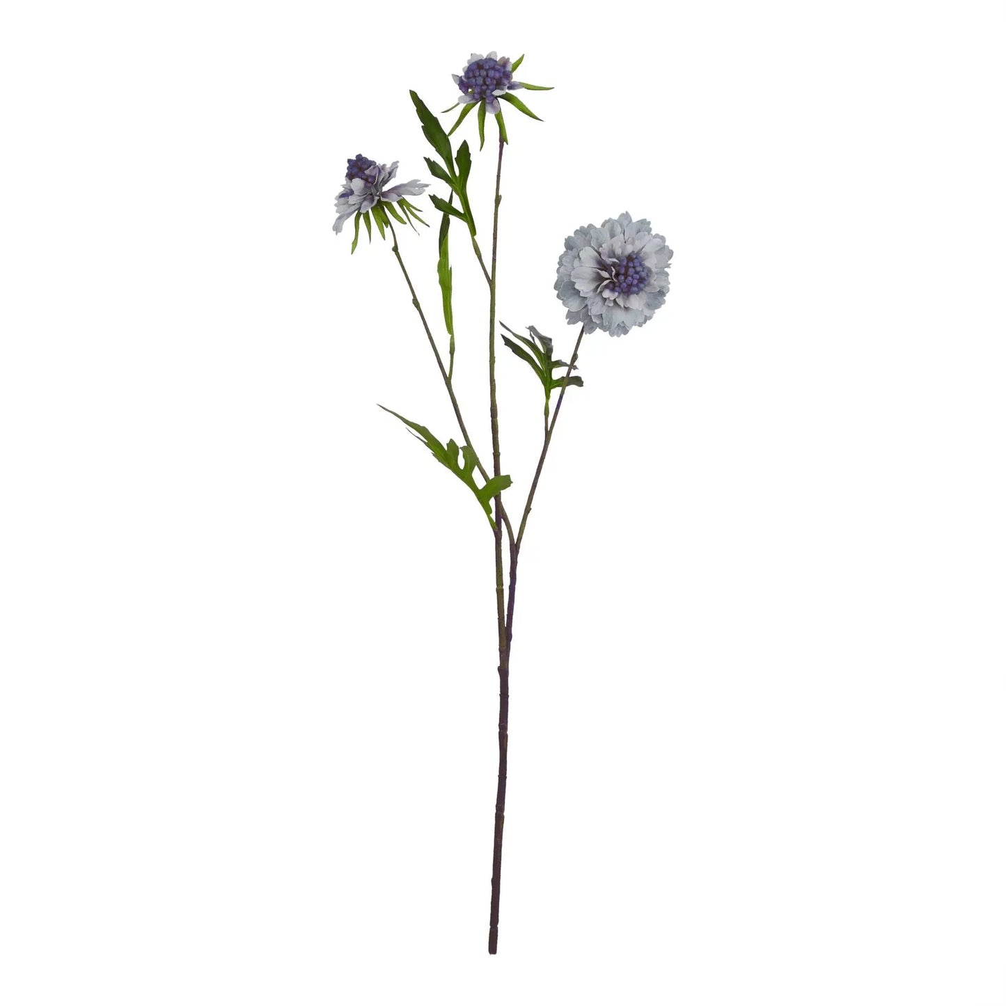 Pale Blue Scabious Stem Makur Interior