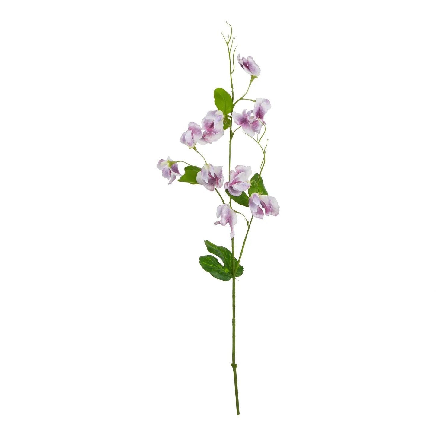 The Natural Garden Collection Purple Sweetpea Stem Makur Interior