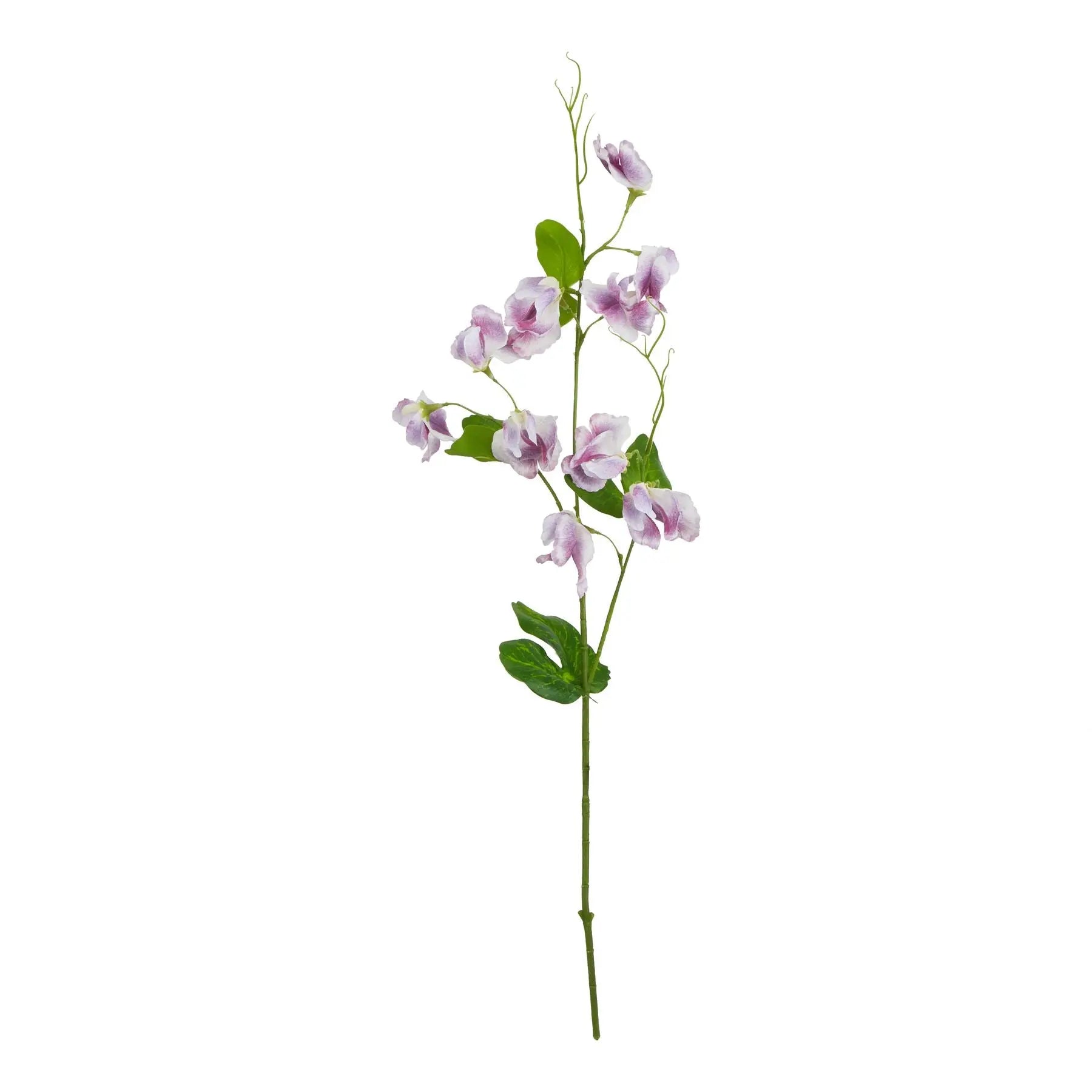 The Natural Garden Collection Purple Sweetpea Stem Makur Interior