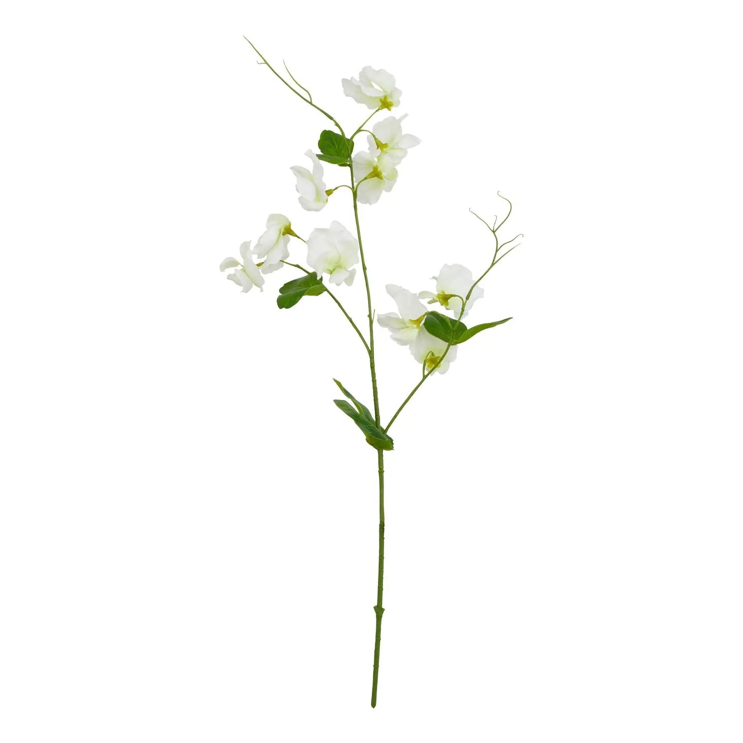 The Natural Garden Collection White Sweetpea Stem Makur Interior