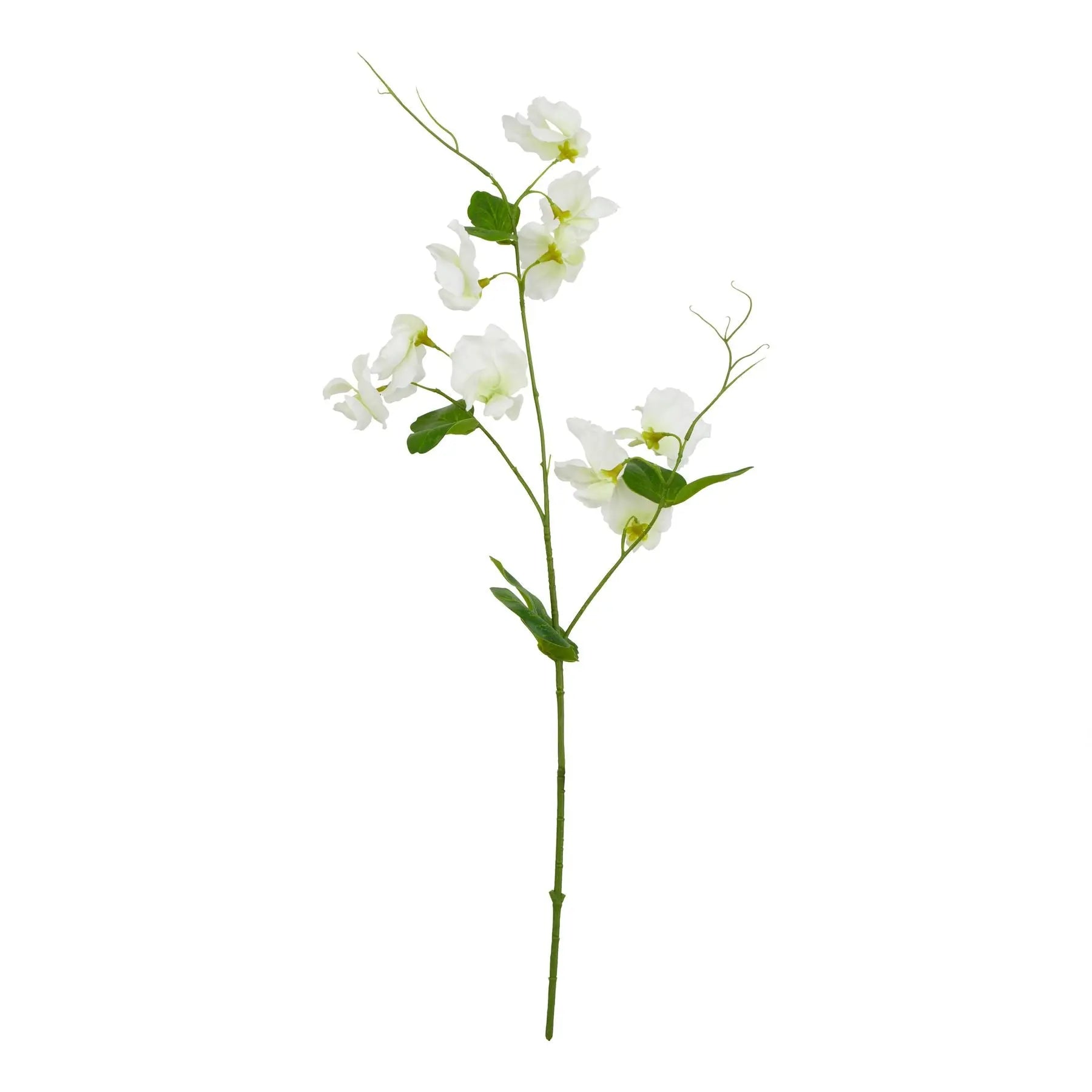 The Natural Garden Collection White Sweetpea Stem Makur Interior