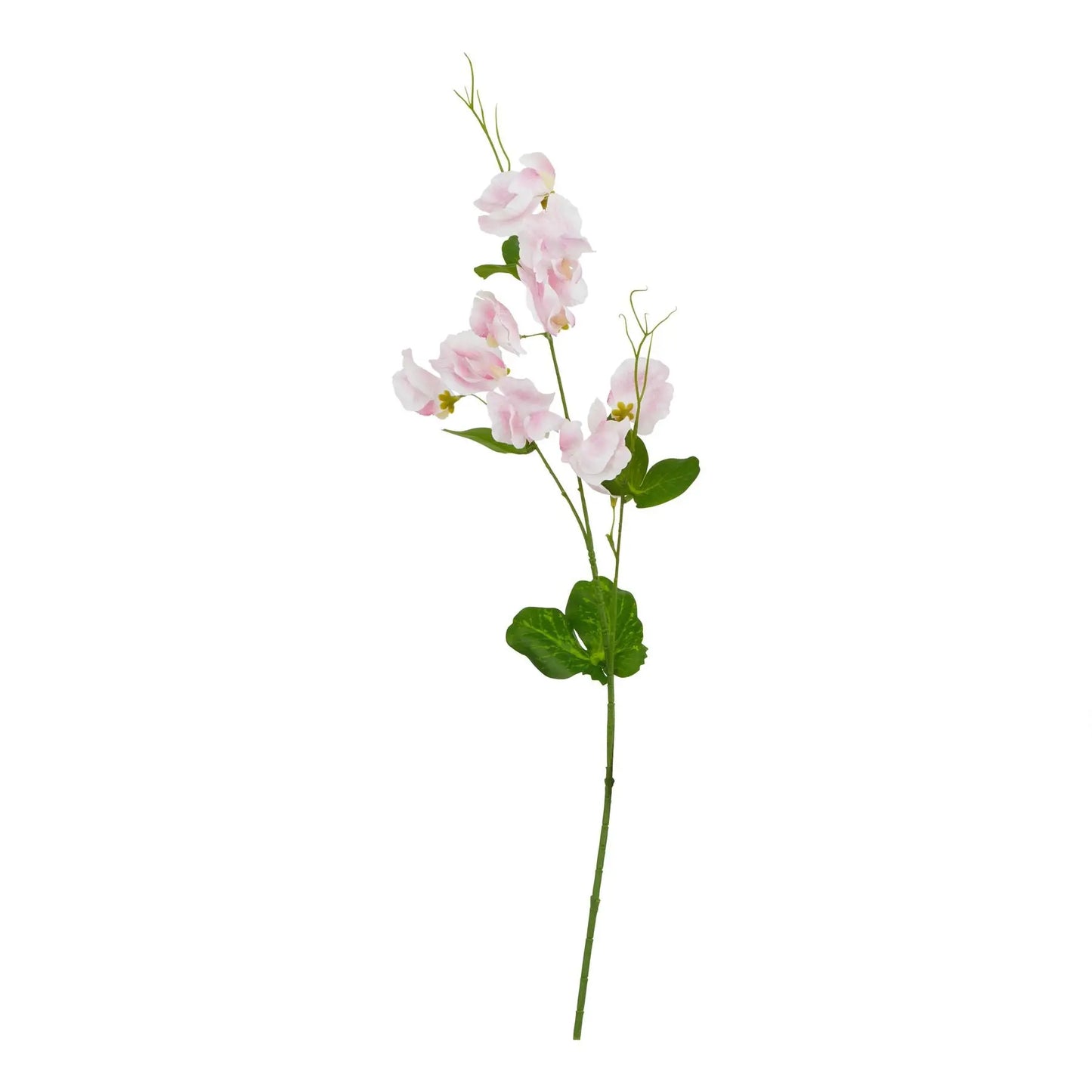 The Natural Garden Collection Pale Pink Sweetpea Stem Makur Interior
