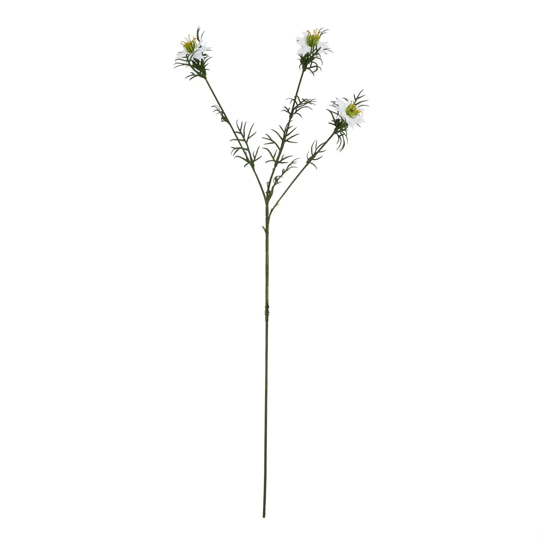 The Natural Garden Collection White Nigella Love In A Mist Makur Interior