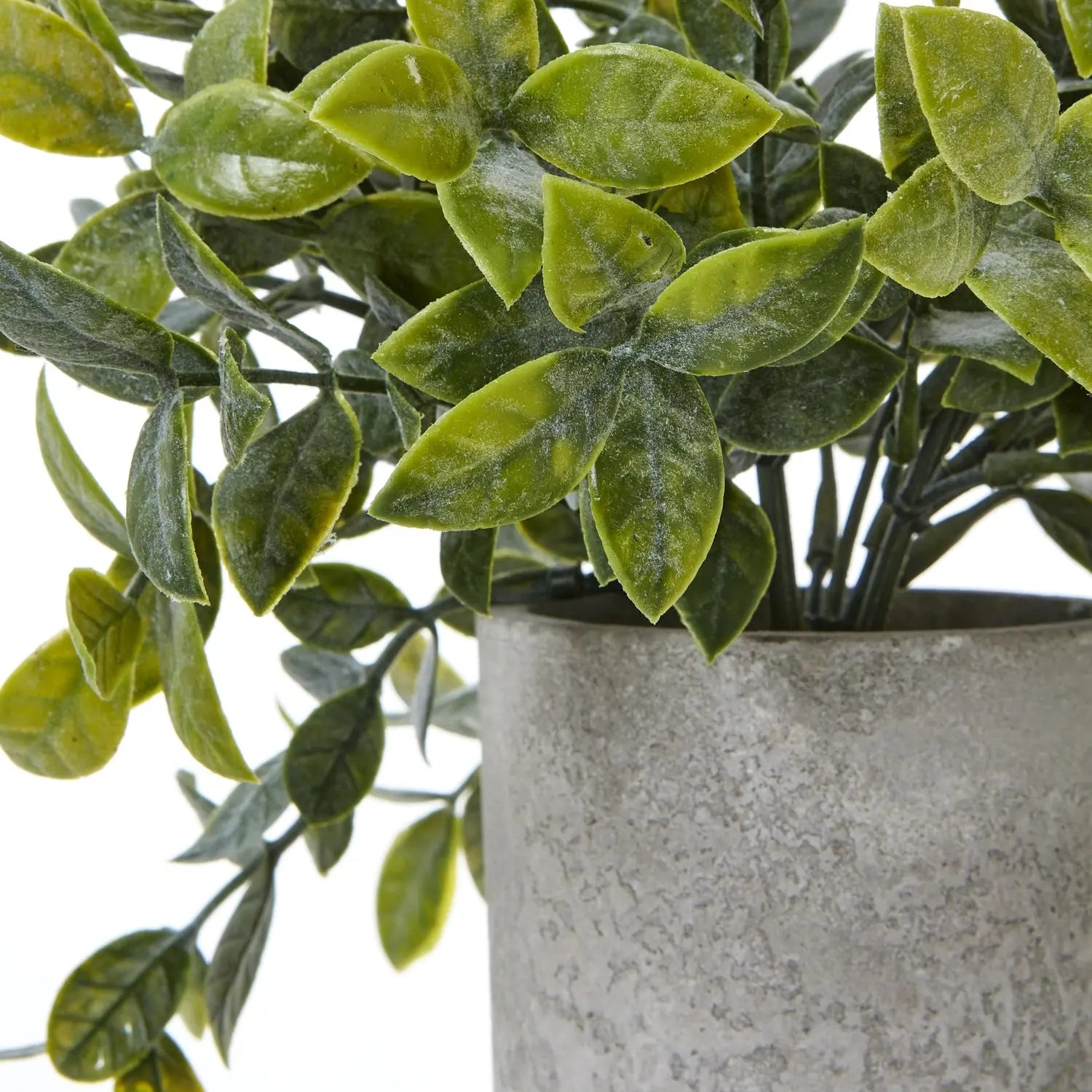 Small Box Plant In Grey Pot Makur Interior