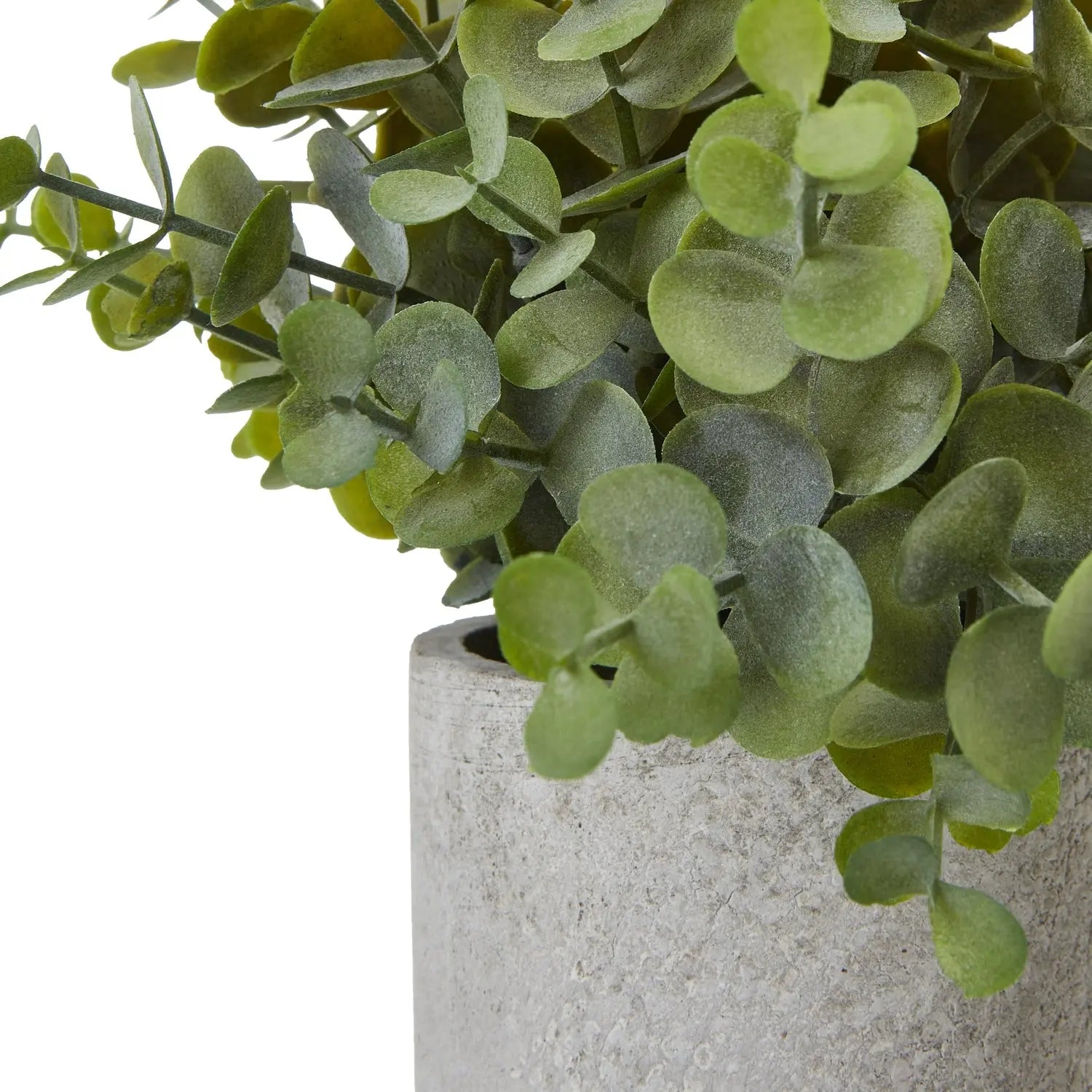 Small Button Eucalyptus Plant In Grey Pot Makur Interior