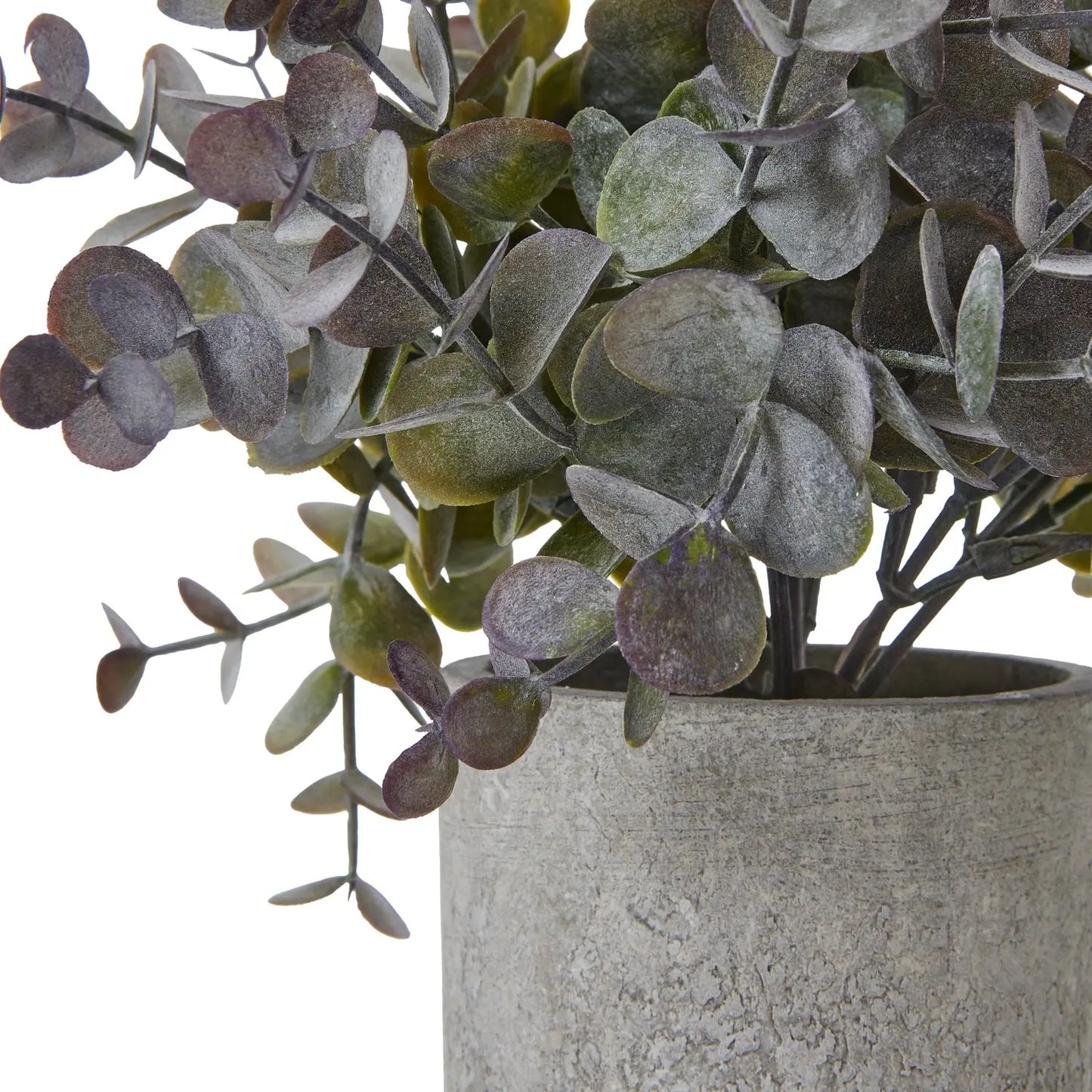 Small Eucalyptus Cinerea Plant In Grey Pot Makur Interior