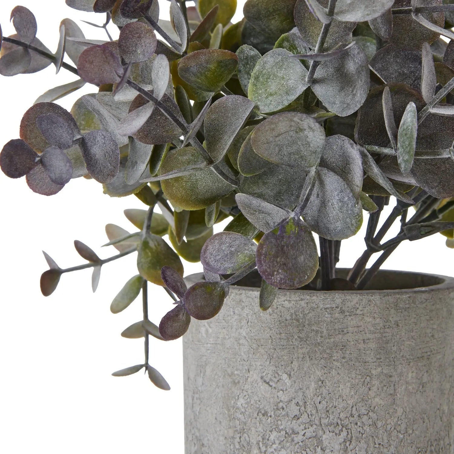 Small Eucalyptus Cinerea Plant In Grey Pot Makur Interior
