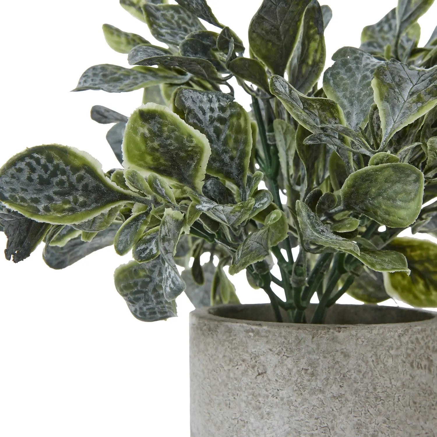 Small Giana Eucalyptus Plant In Grey Pot Makur Interior