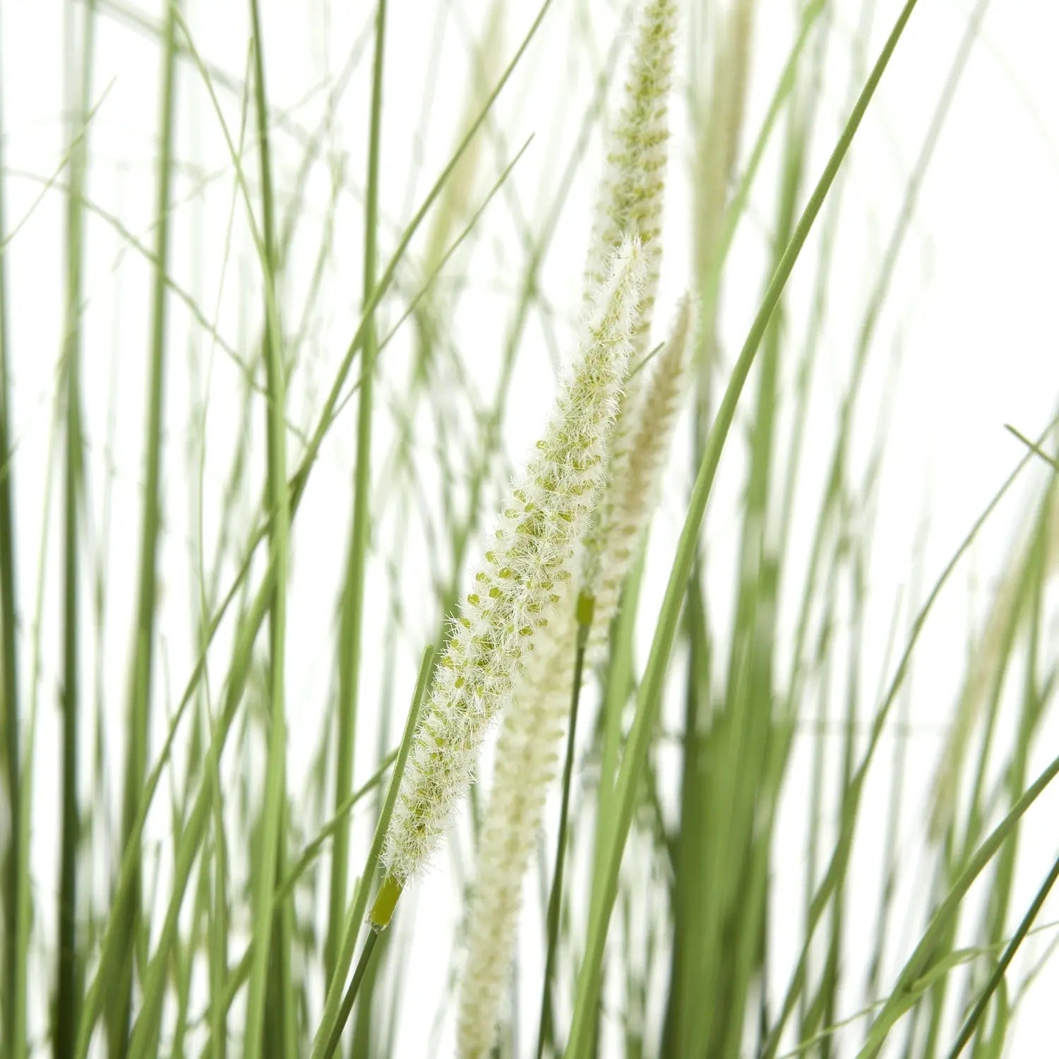 Large Onion Grass Plant In Pot Makur Interior