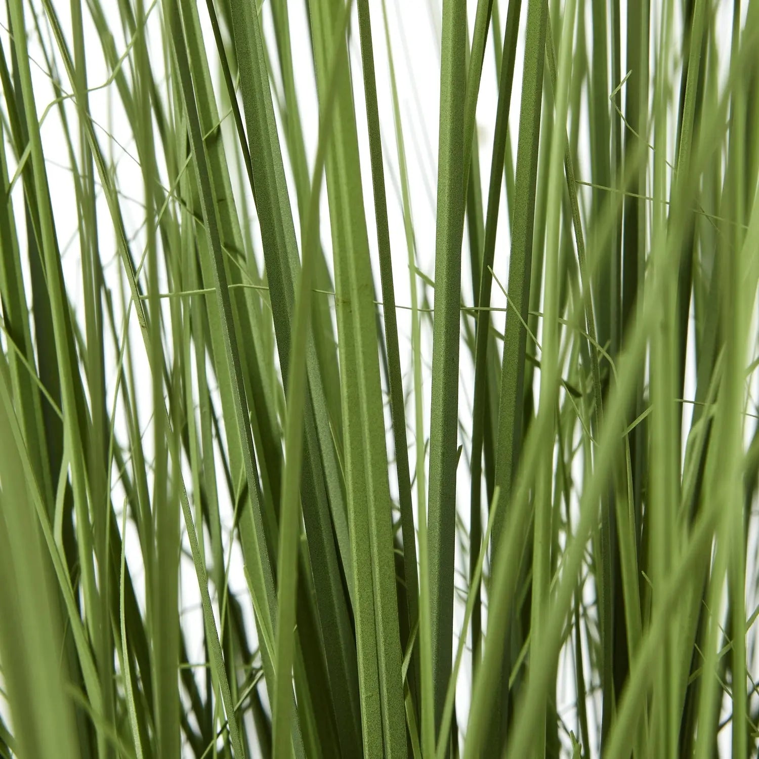 Large Onion Grass Plant In Pot Makur Interior