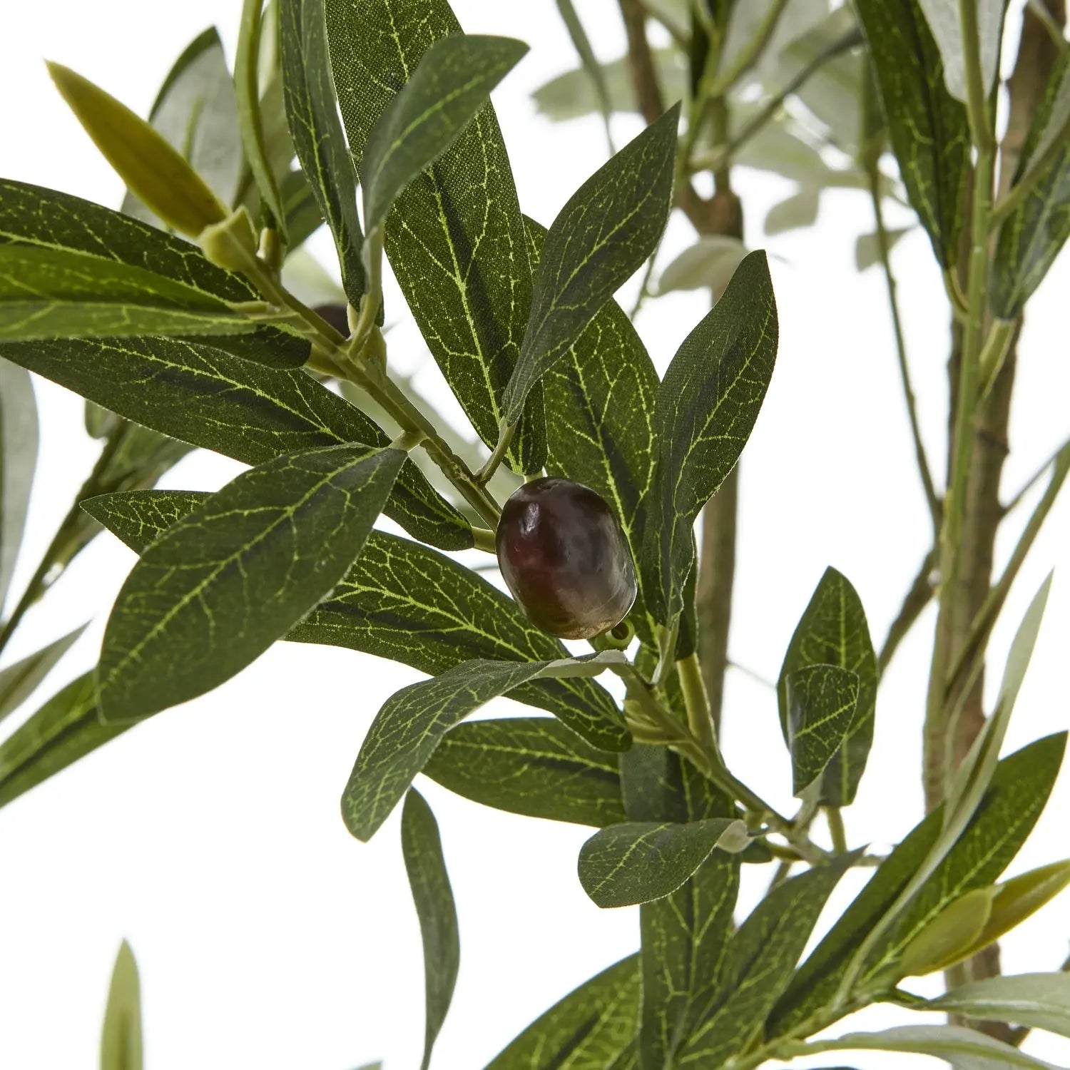 Apulia Olive Tree In White Pot 180Cm