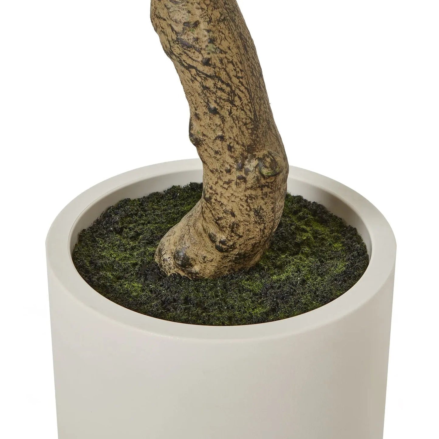 Apulia Olive Tree In White Pot 180Cm