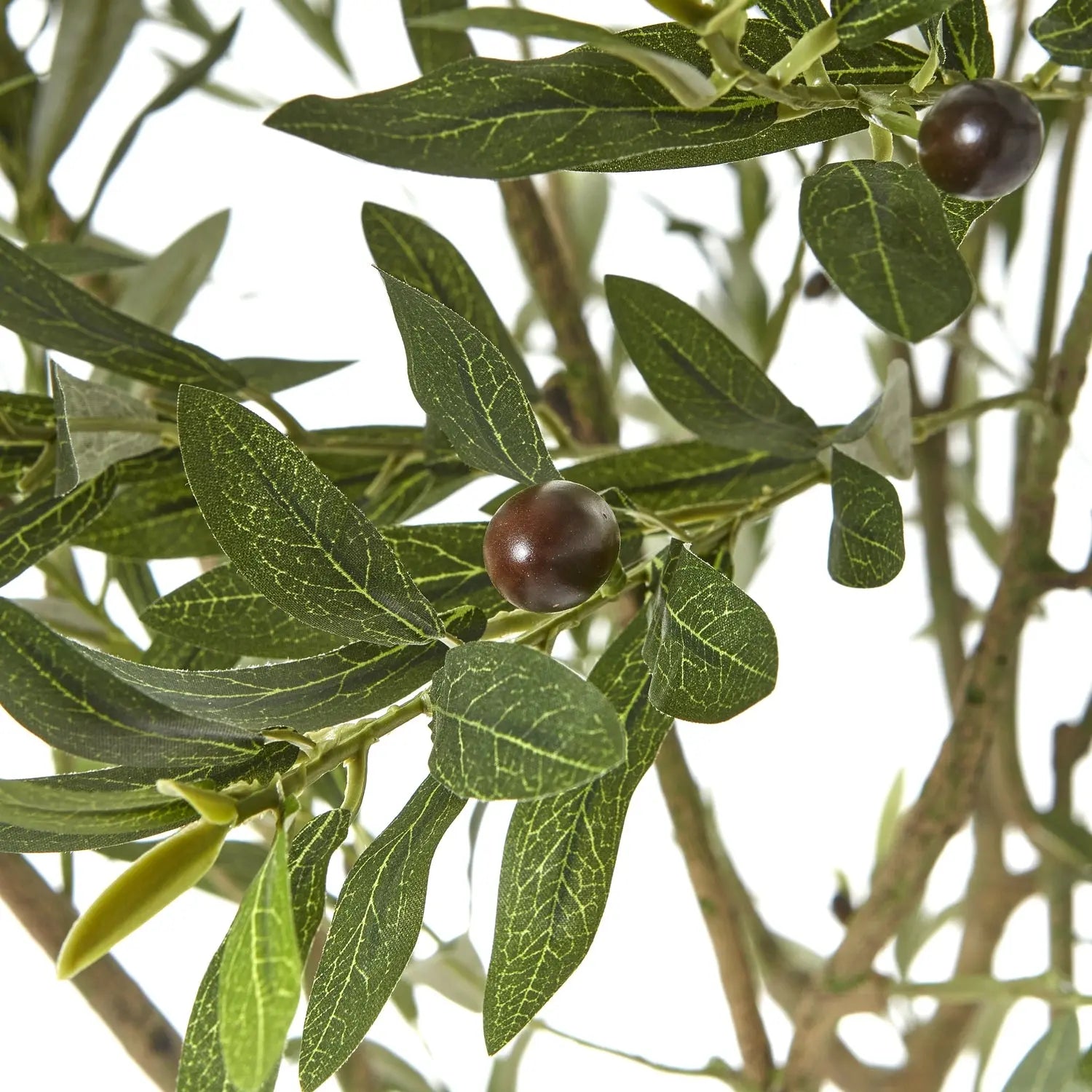 Apulia Olive Tree In White Pot 240Cm Makur Interior