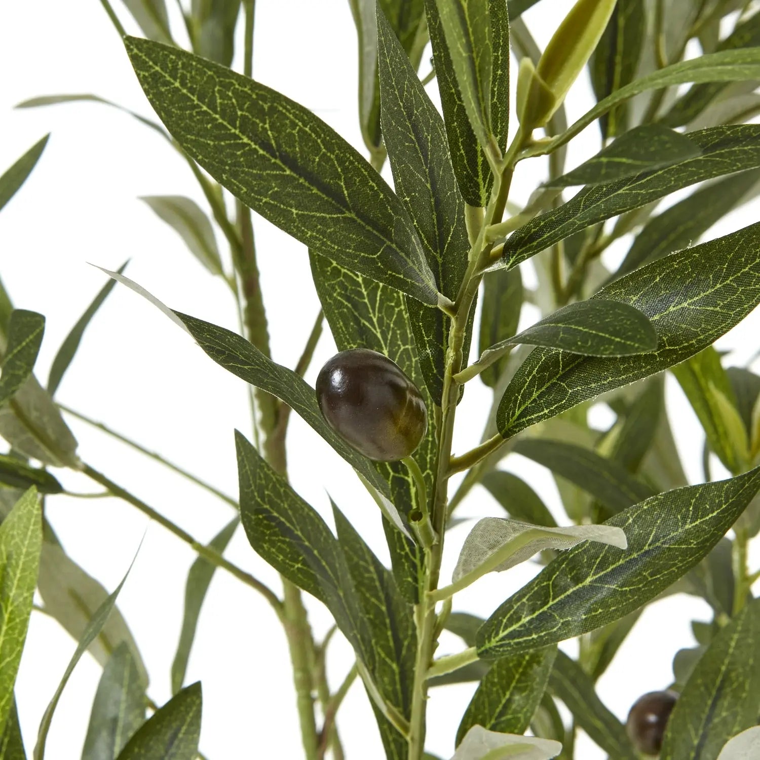 Apulia Olive Tree In White Pot 150Cm Makur Interior