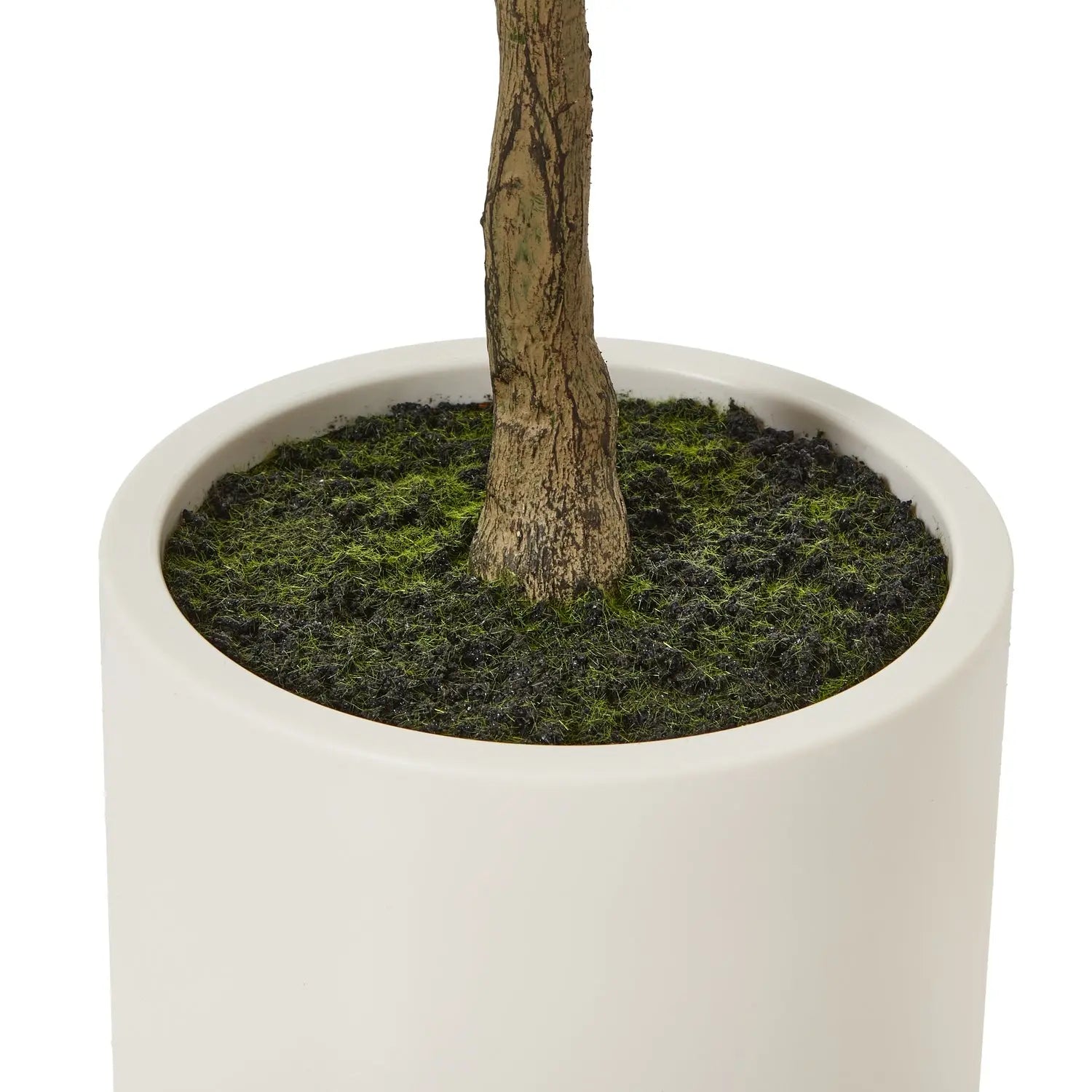 Apulia Olive Tree In White Pot 150Cm Makur Interior