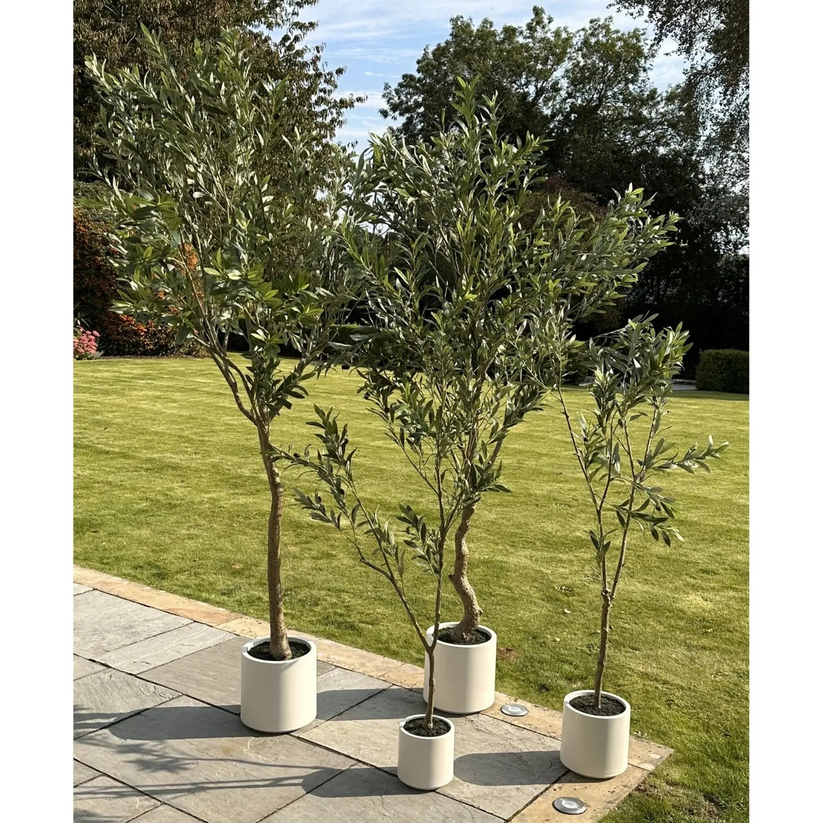 Apulia Olive Tree In White Pot 150Cm Makur Interior