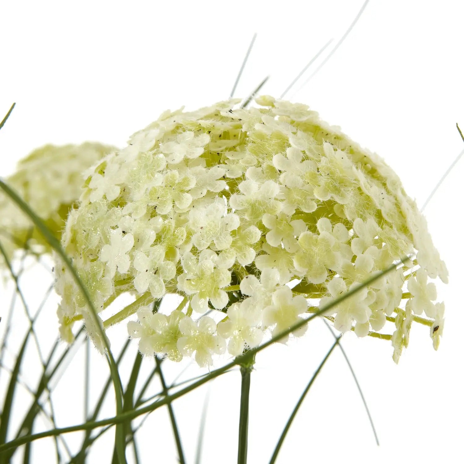 White Allium Plant In Pot Makur Interior