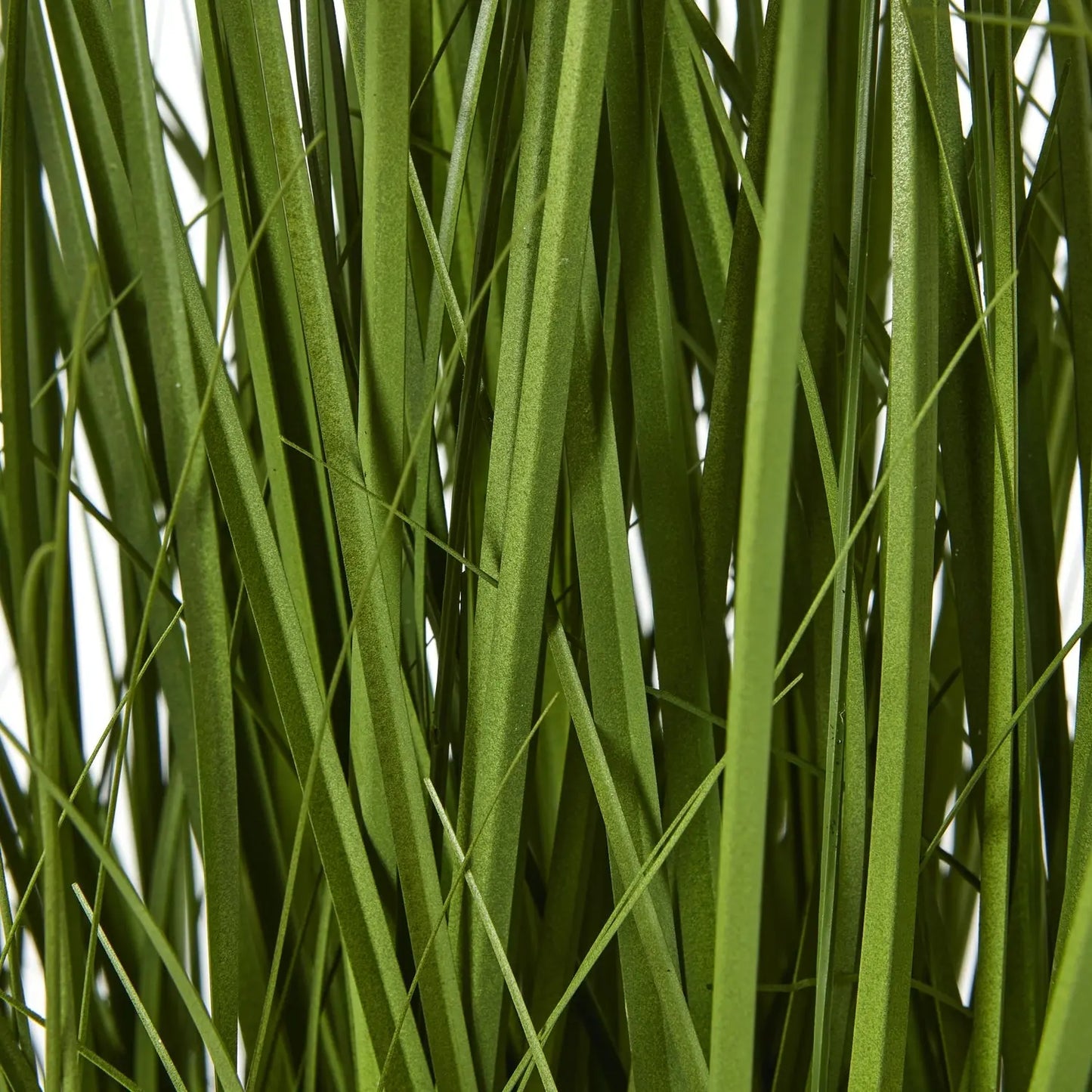 White Allium Plant In Pot Makur Interior