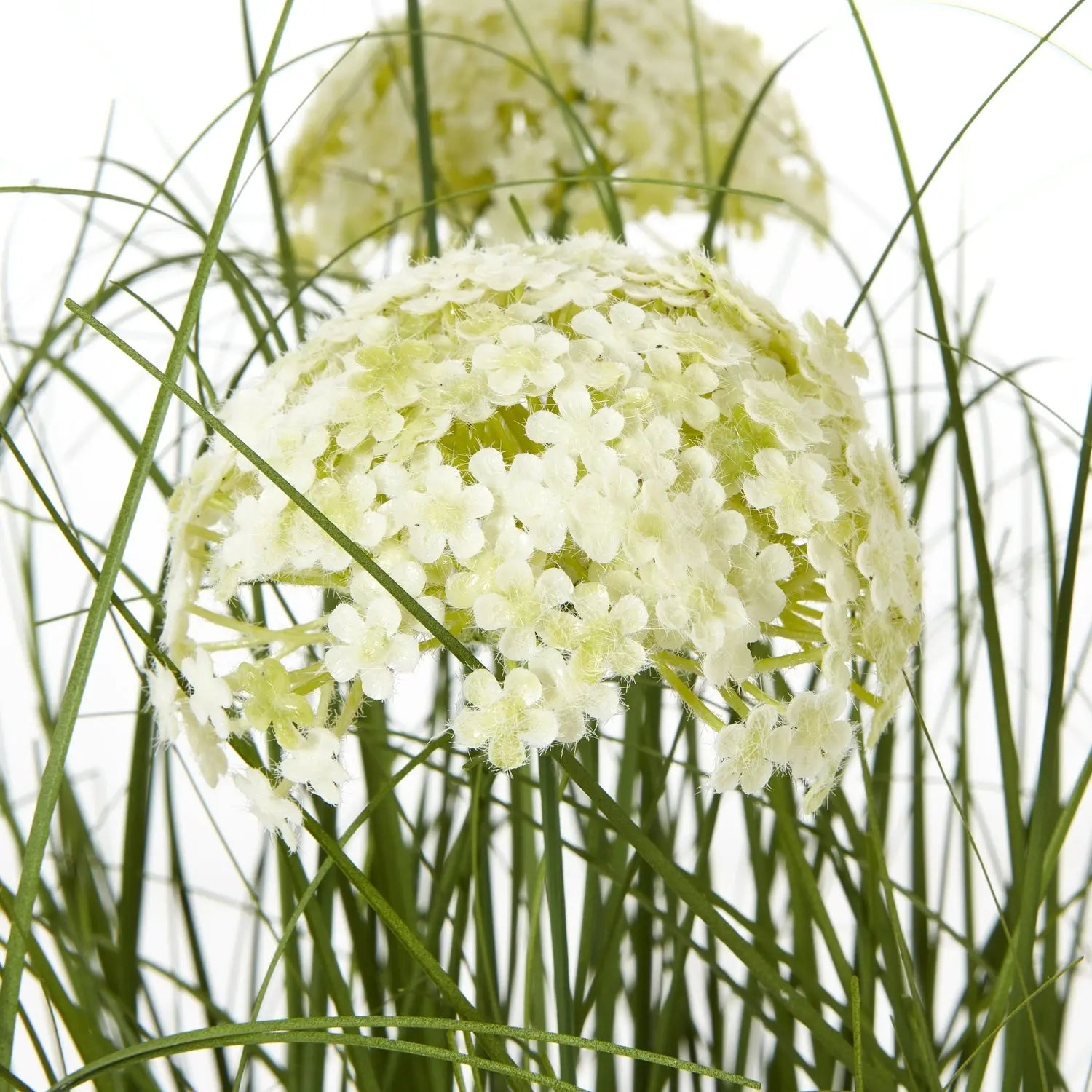 Large White Allium Plant In Pot Makur Interior