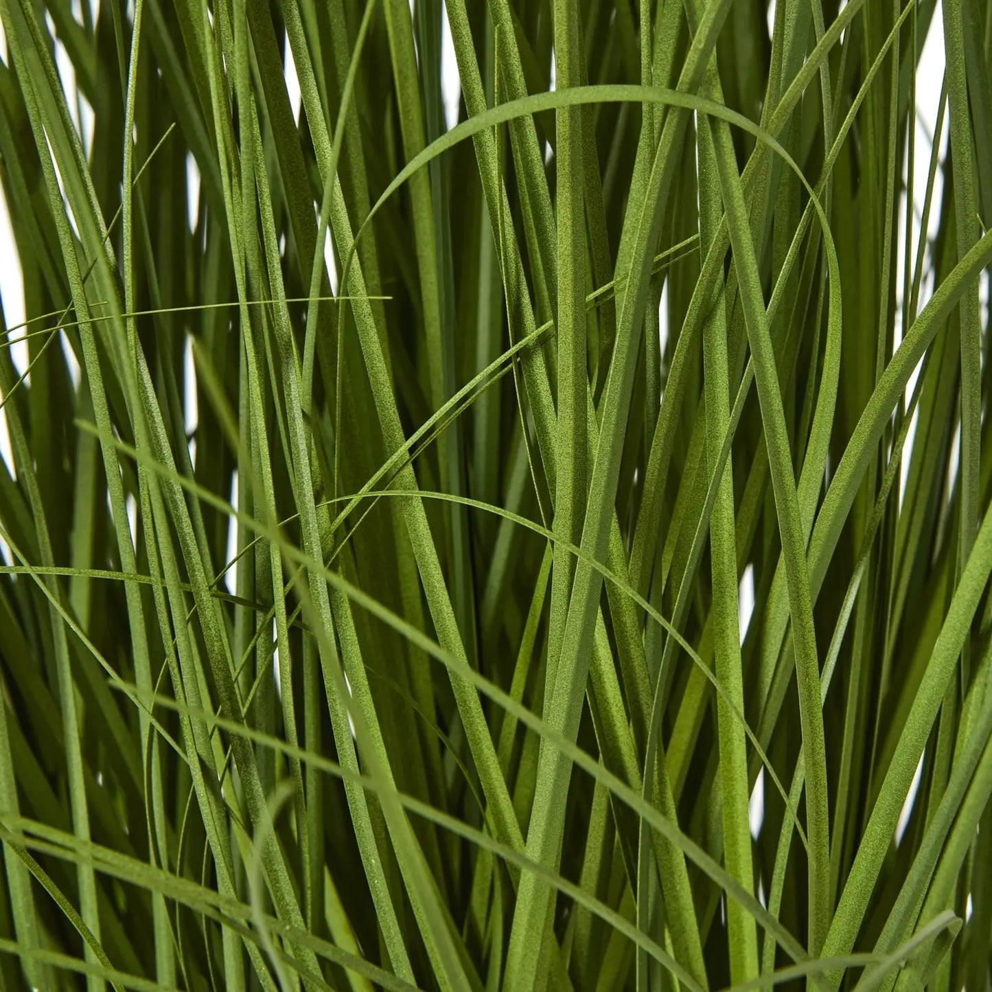 Large White Allium Plant In Pot Makur Interior