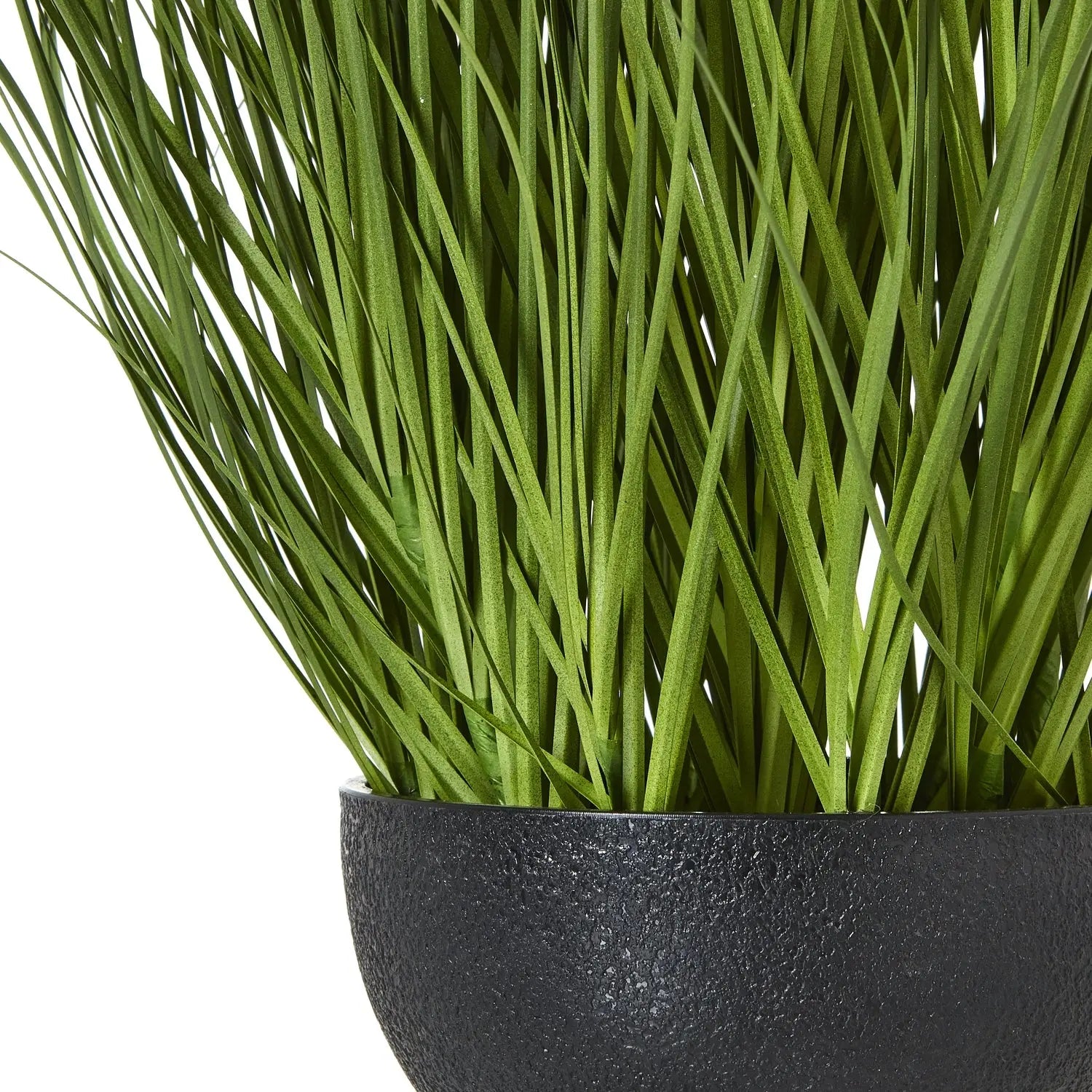 Large White Allium Plant In Pot Makur Interior