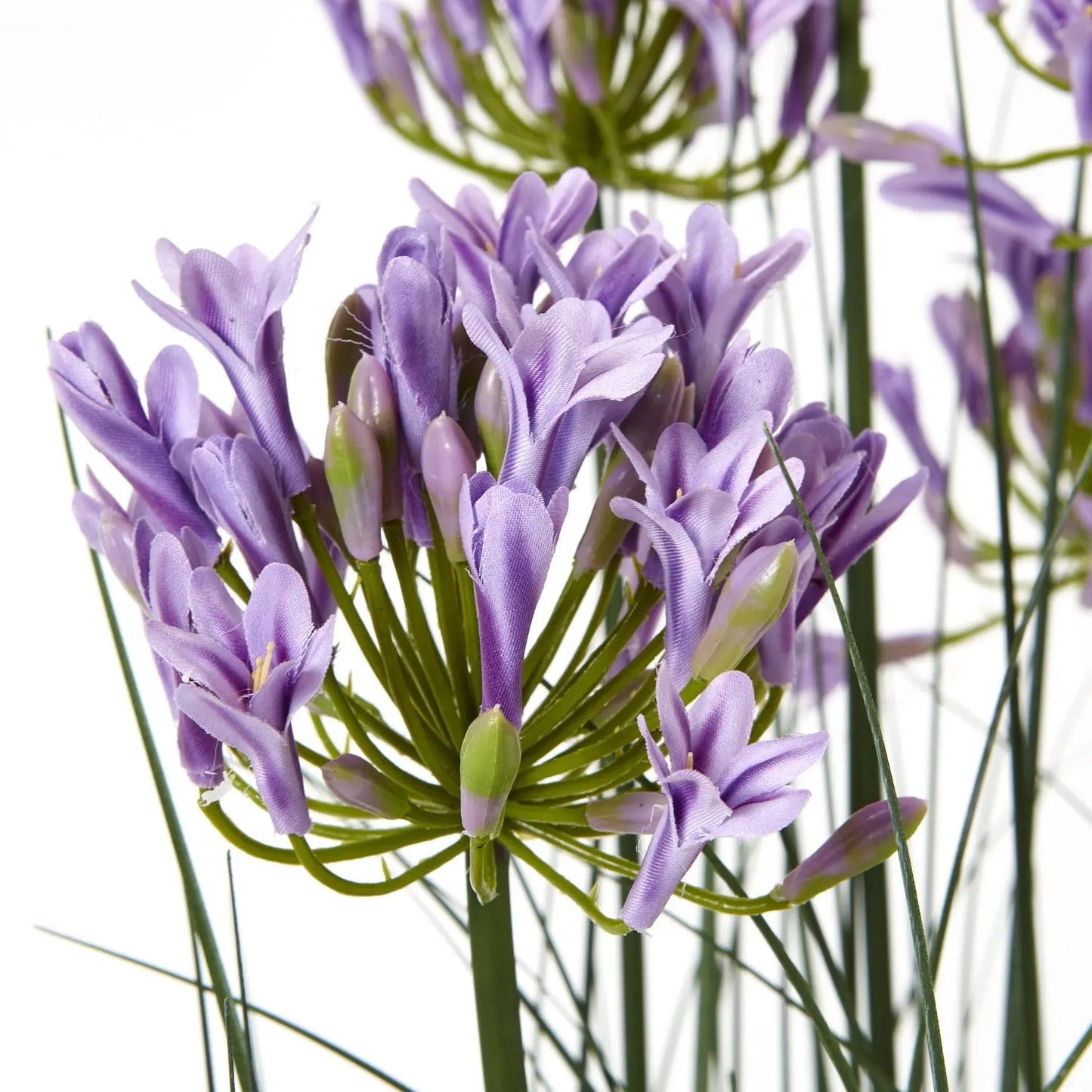 Large Purple Agapanthus Plant In Pot Makur Interior