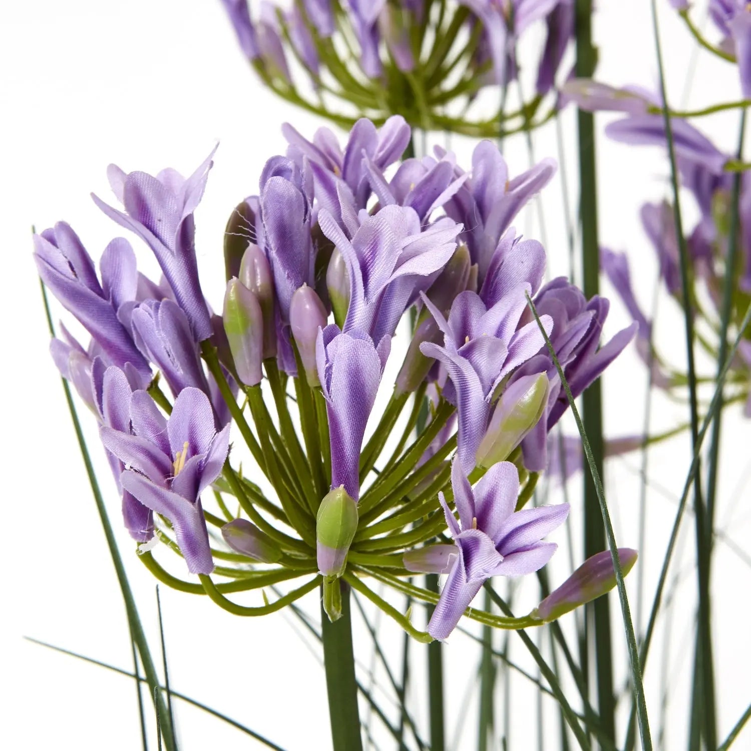 Large Purple Agapanthus Plant In Pot Makur Interior