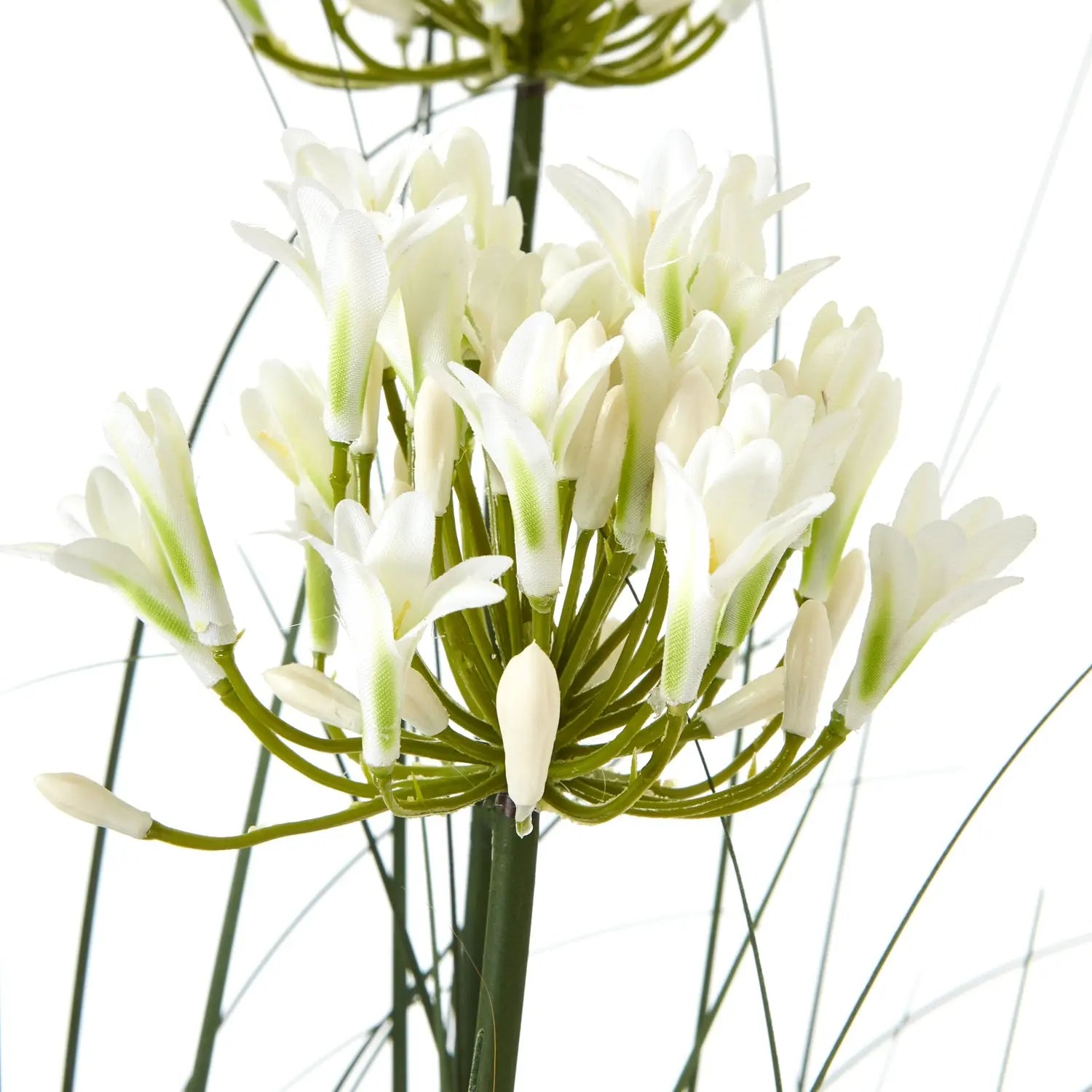 Large White Agapanthus Plant In Pot Makur Interior