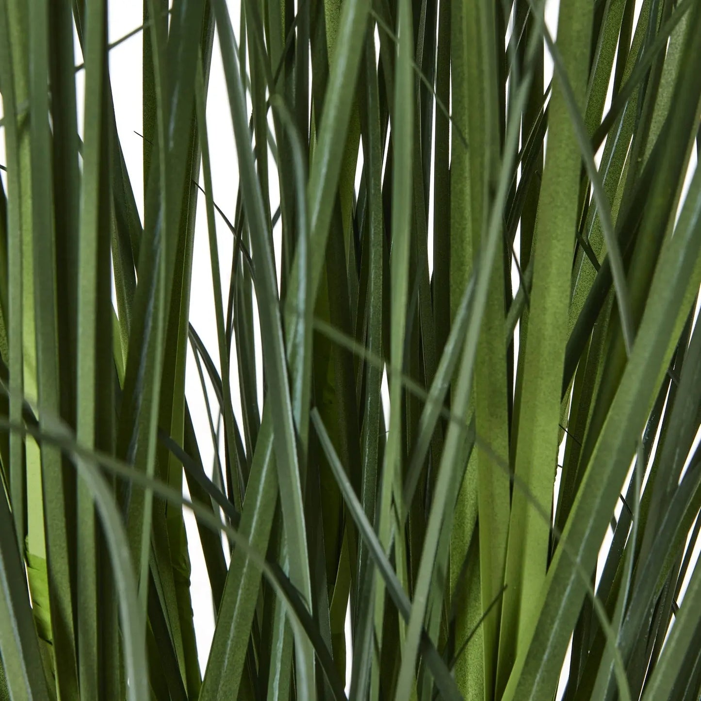 Large White Agapanthus Plant In Pot Makur Interior