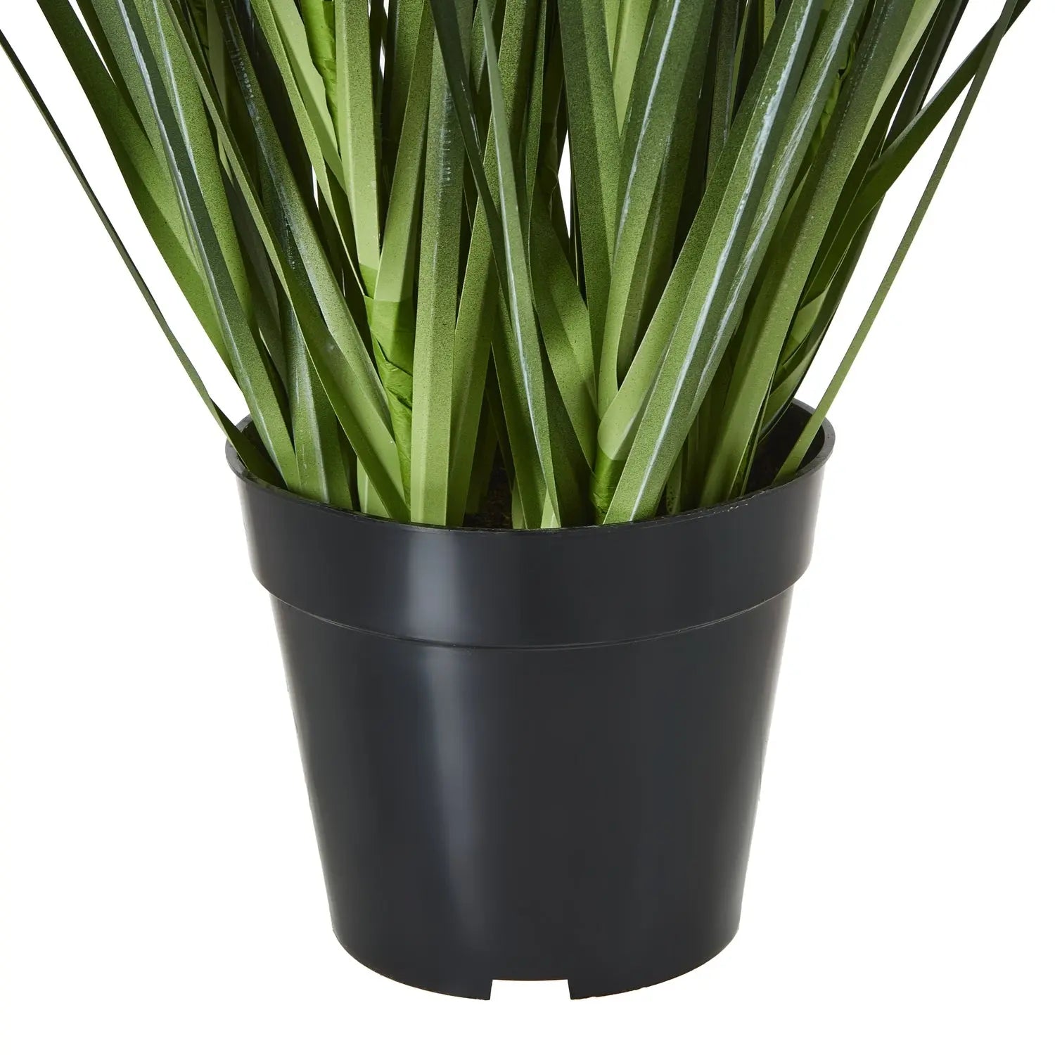 Large White Agapanthus Plant In Pot Makur Interior