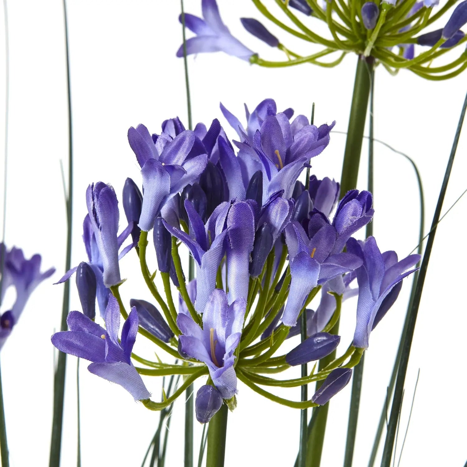 Large Blue Agapanthus Plant In Pot Makur Interior
