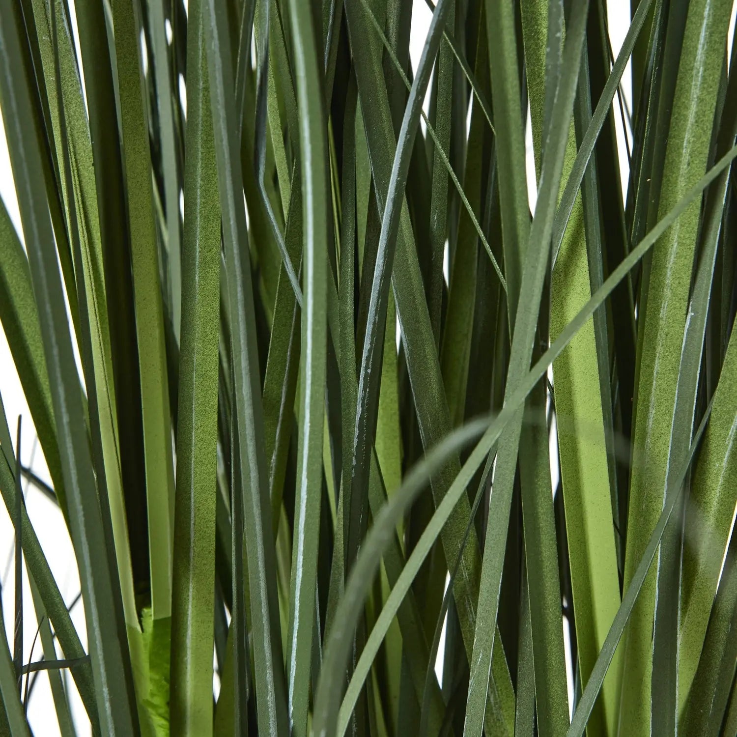 Large Blue Agapanthus Plant In Pot Makur Interior