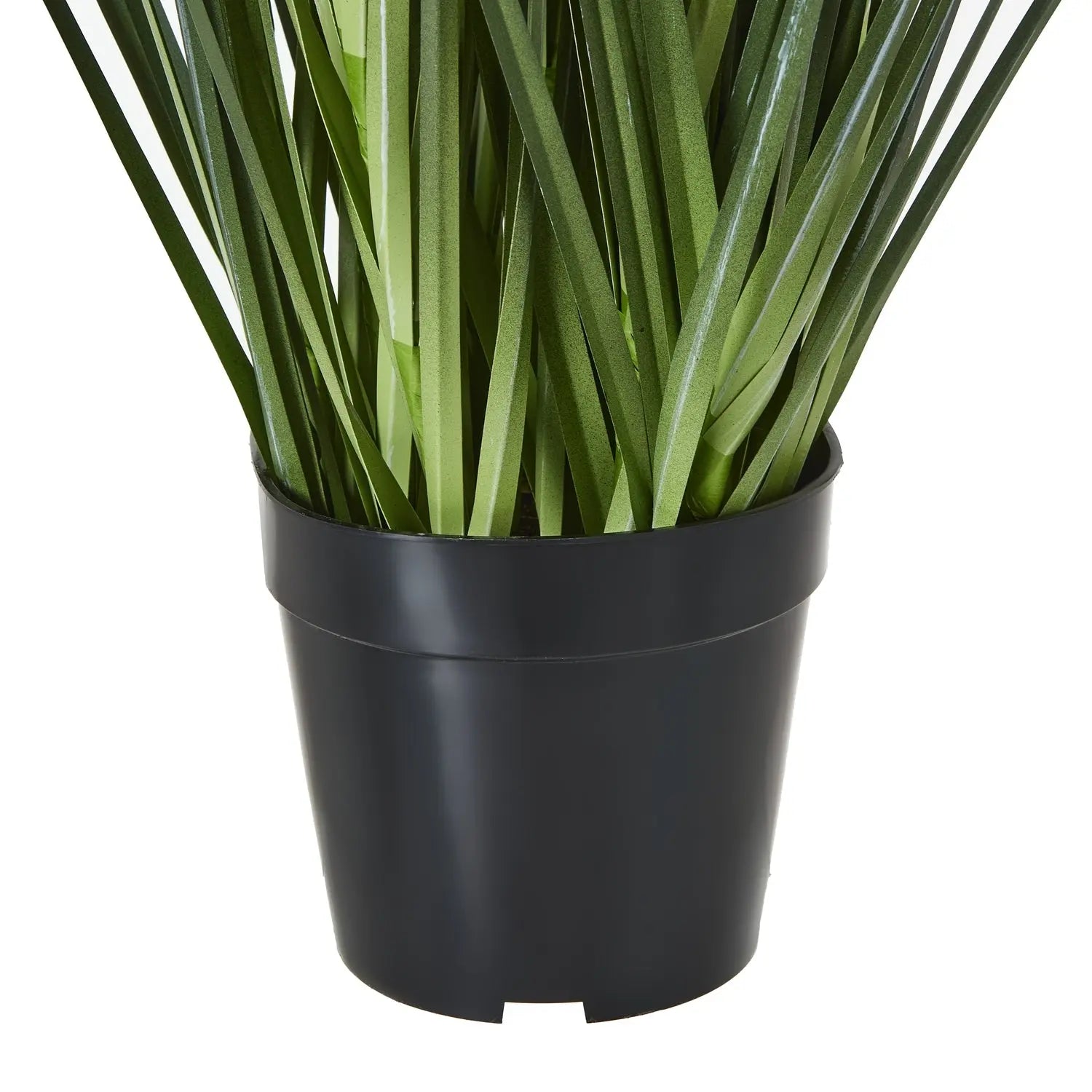 Large Blue Agapanthus Plant In Pot Makur Interior