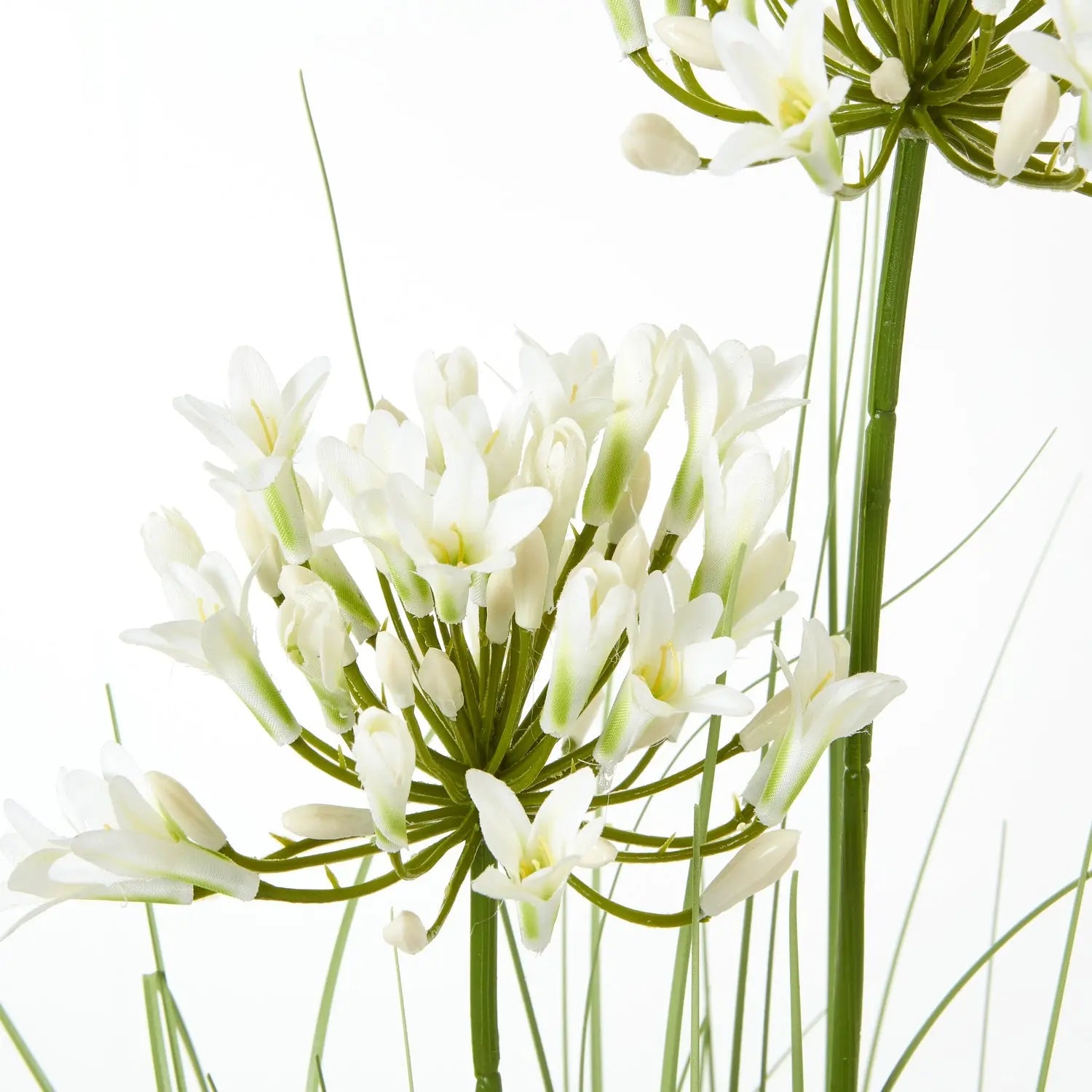White Agapanthus Plant In Pot Makur Interior