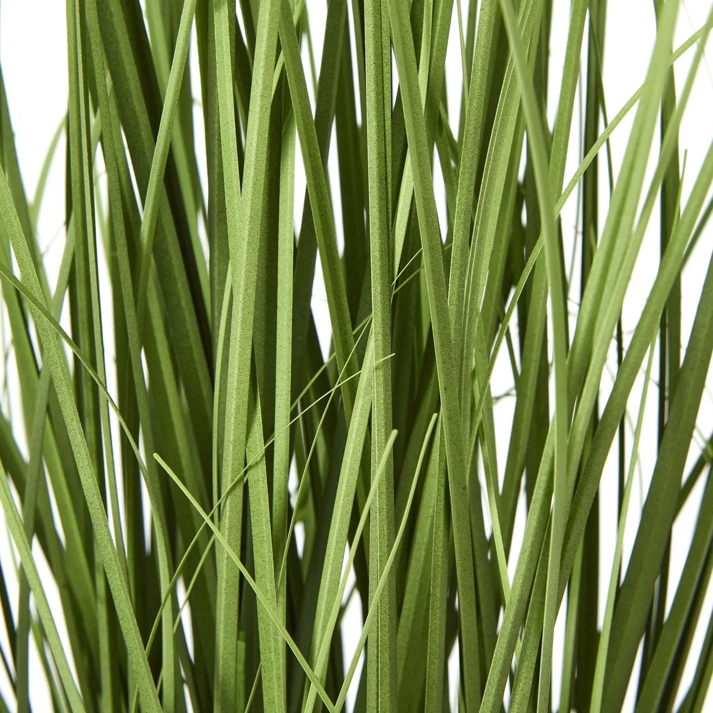 White Agapanthus Plant In Pot Makur Interior