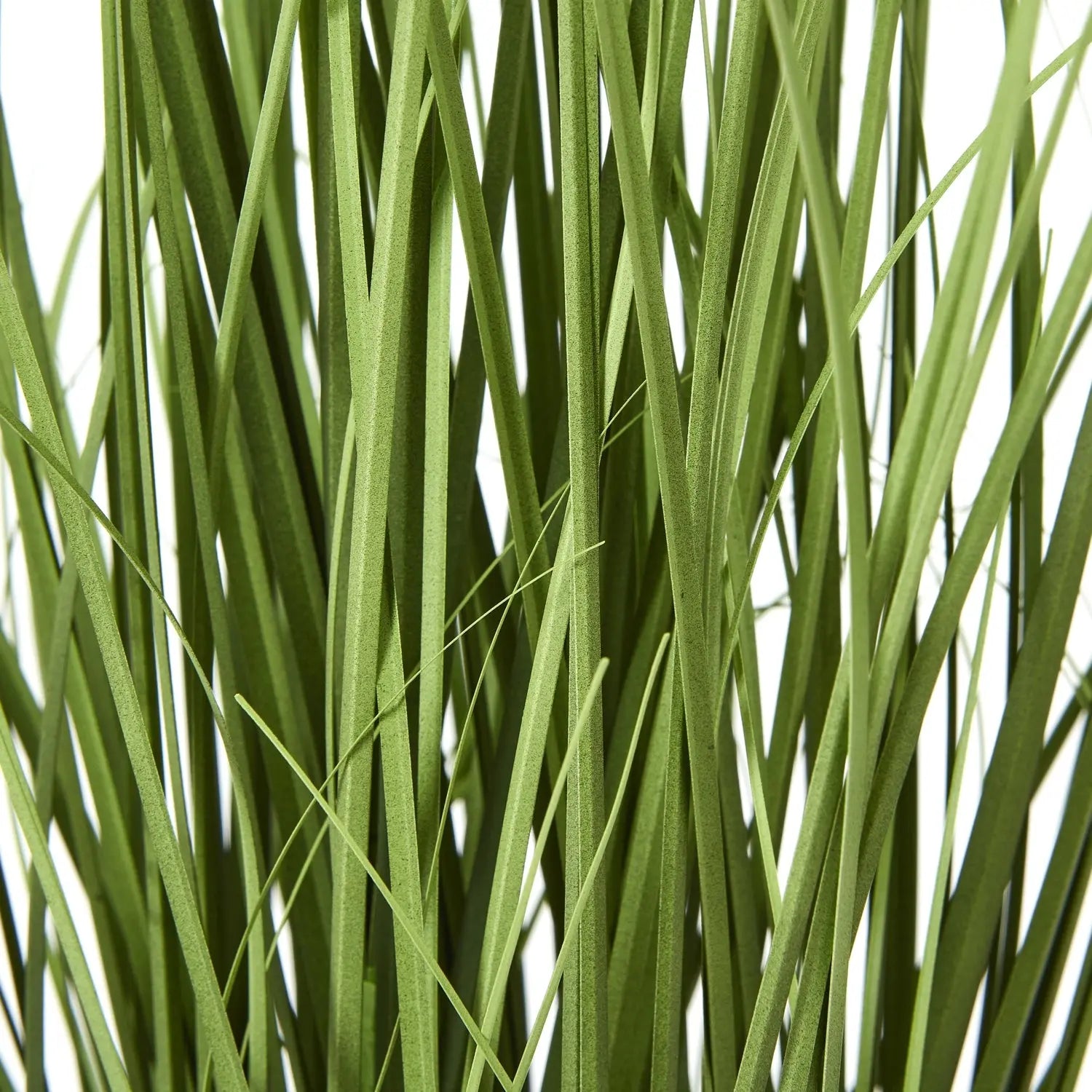 White Agapanthus Plant In Pot Makur Interior