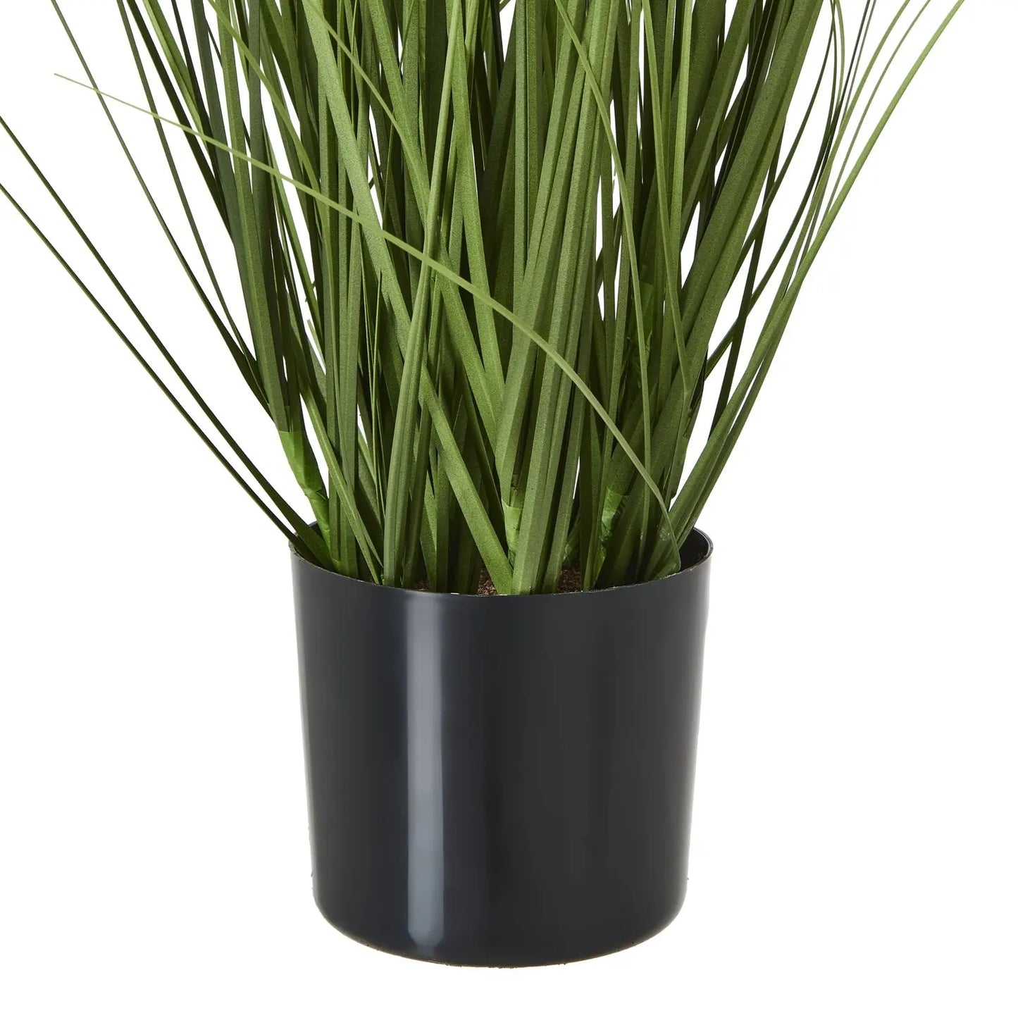 White Agapanthus Plant In Pot Makur Interior