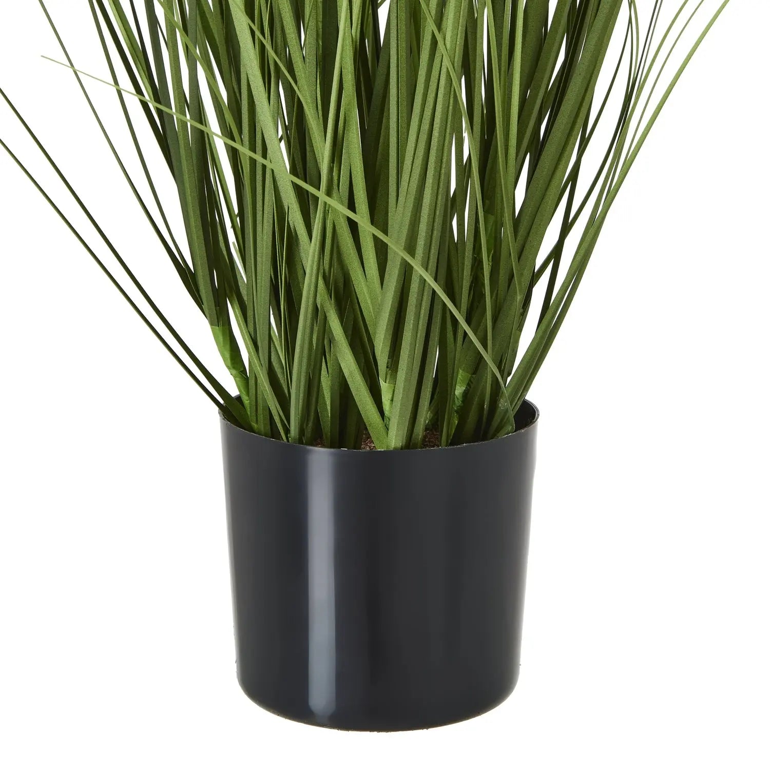 White Agapanthus Plant In Pot Makur Interior