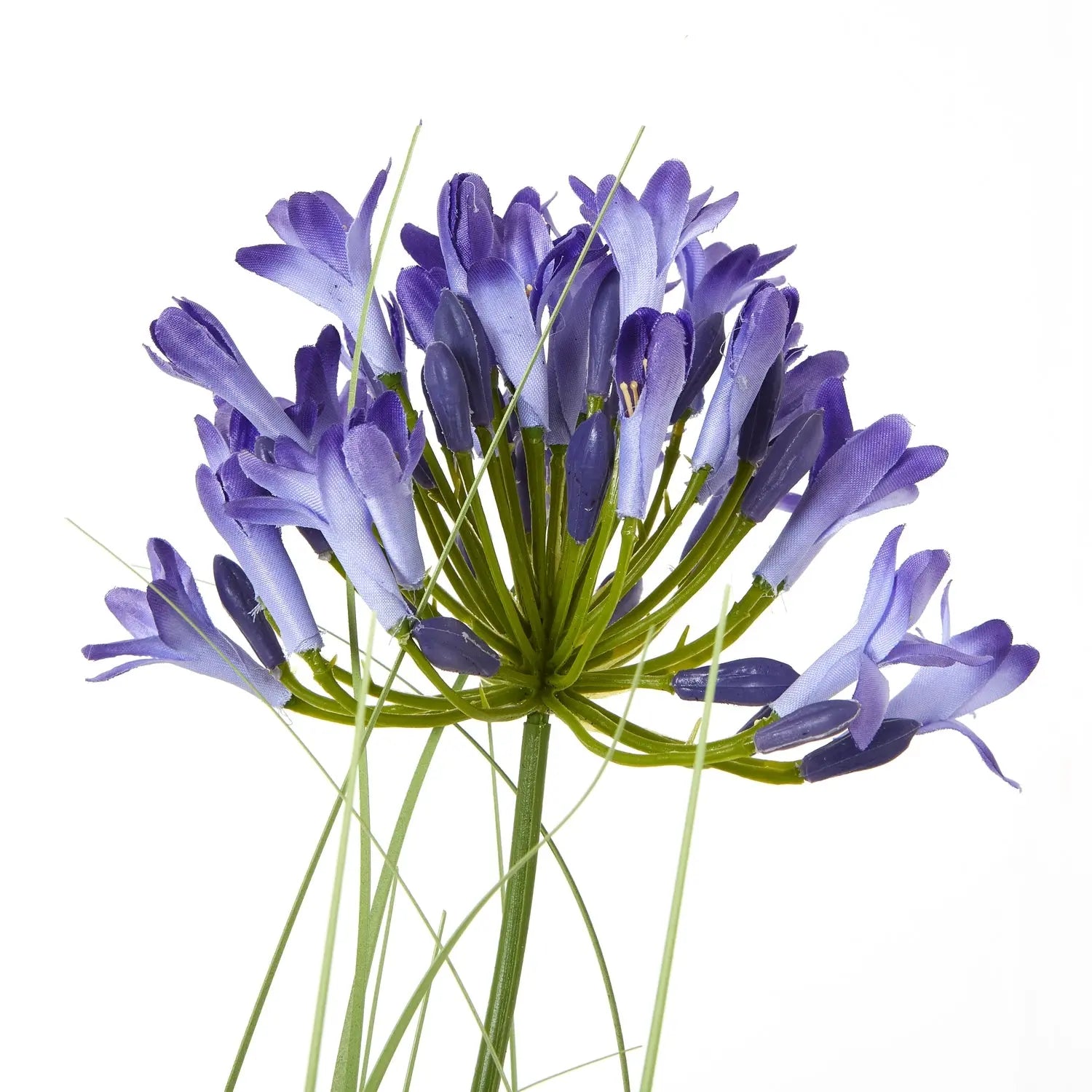 Blue Agapanthus Plant In Pot Makur Interior