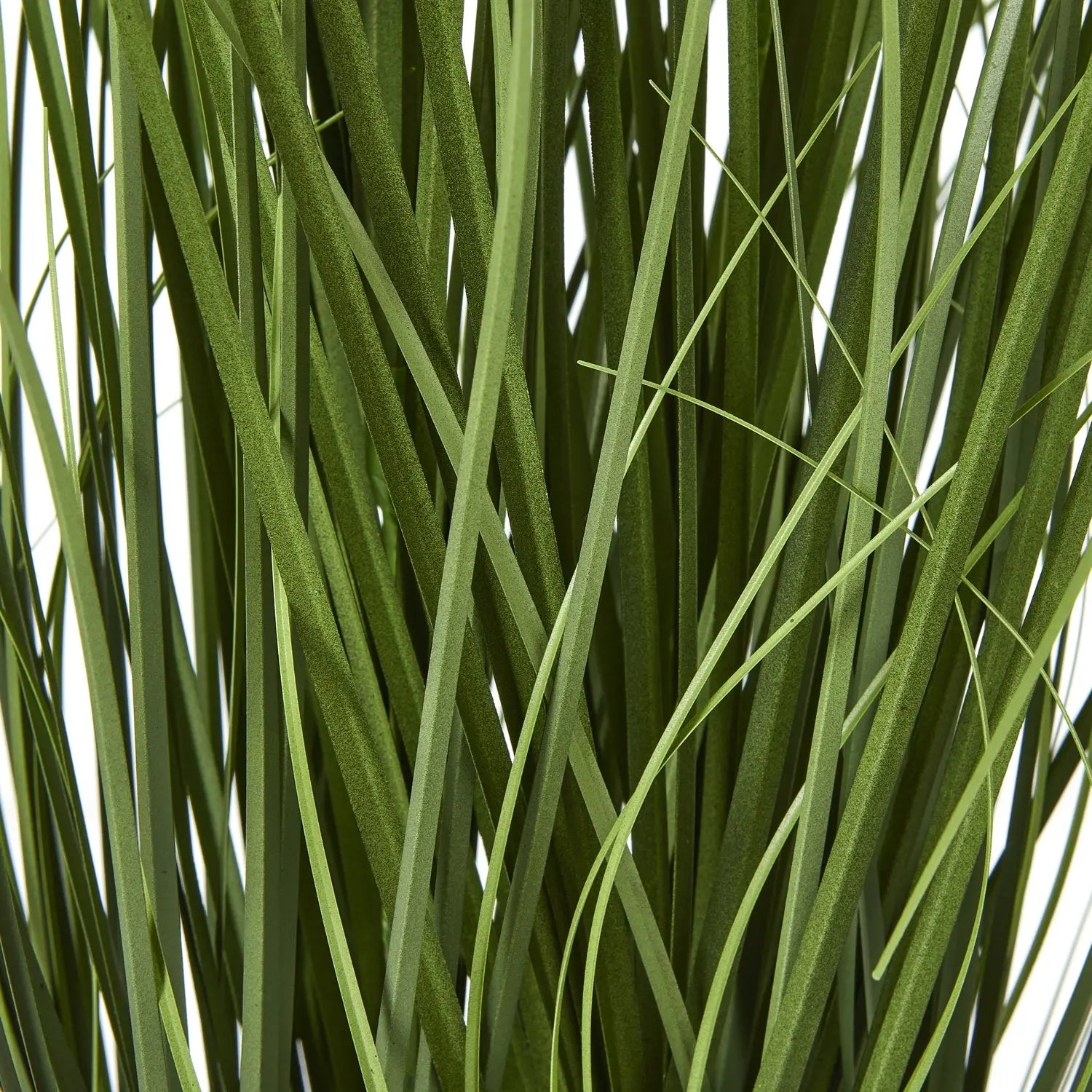 Blue Agapanthus Plant In Pot Makur Interior