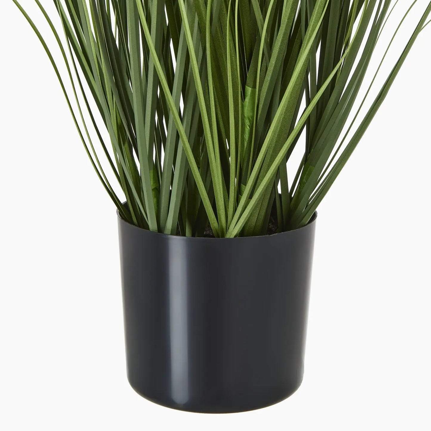 Blue Agapanthus Plant In Pot Makur Interior