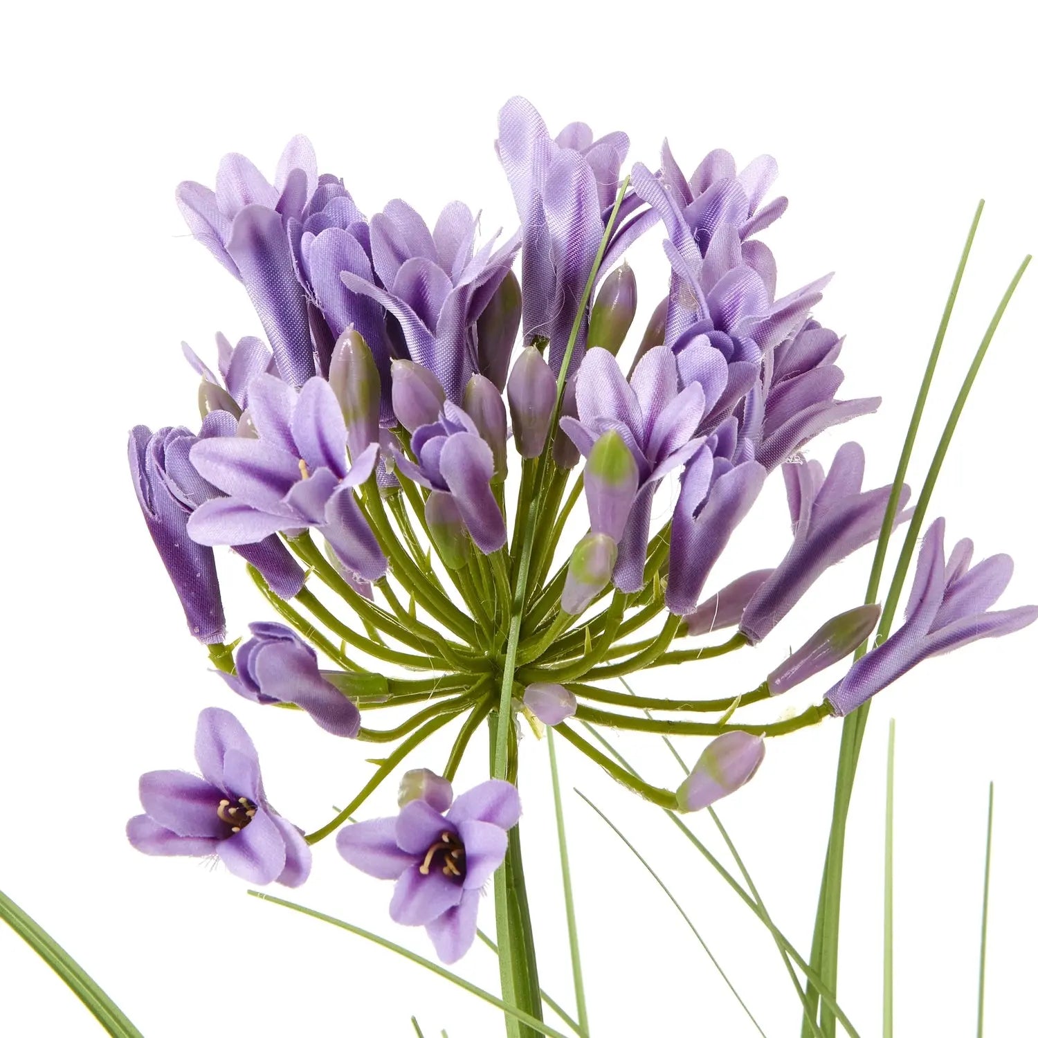 Purple Agapanthus Plant In Pot Makur Interior