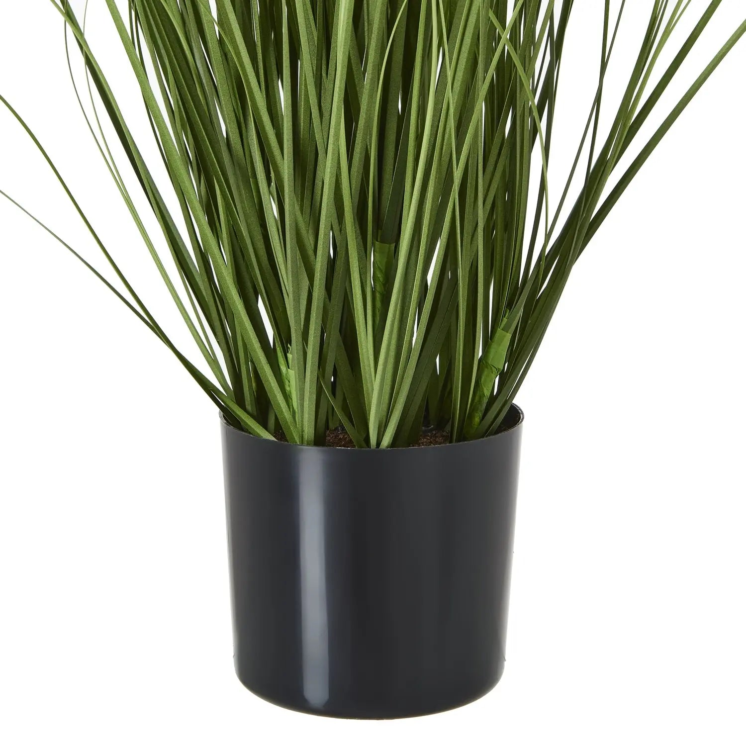 Purple Agapanthus Plant In Pot Makur Interior