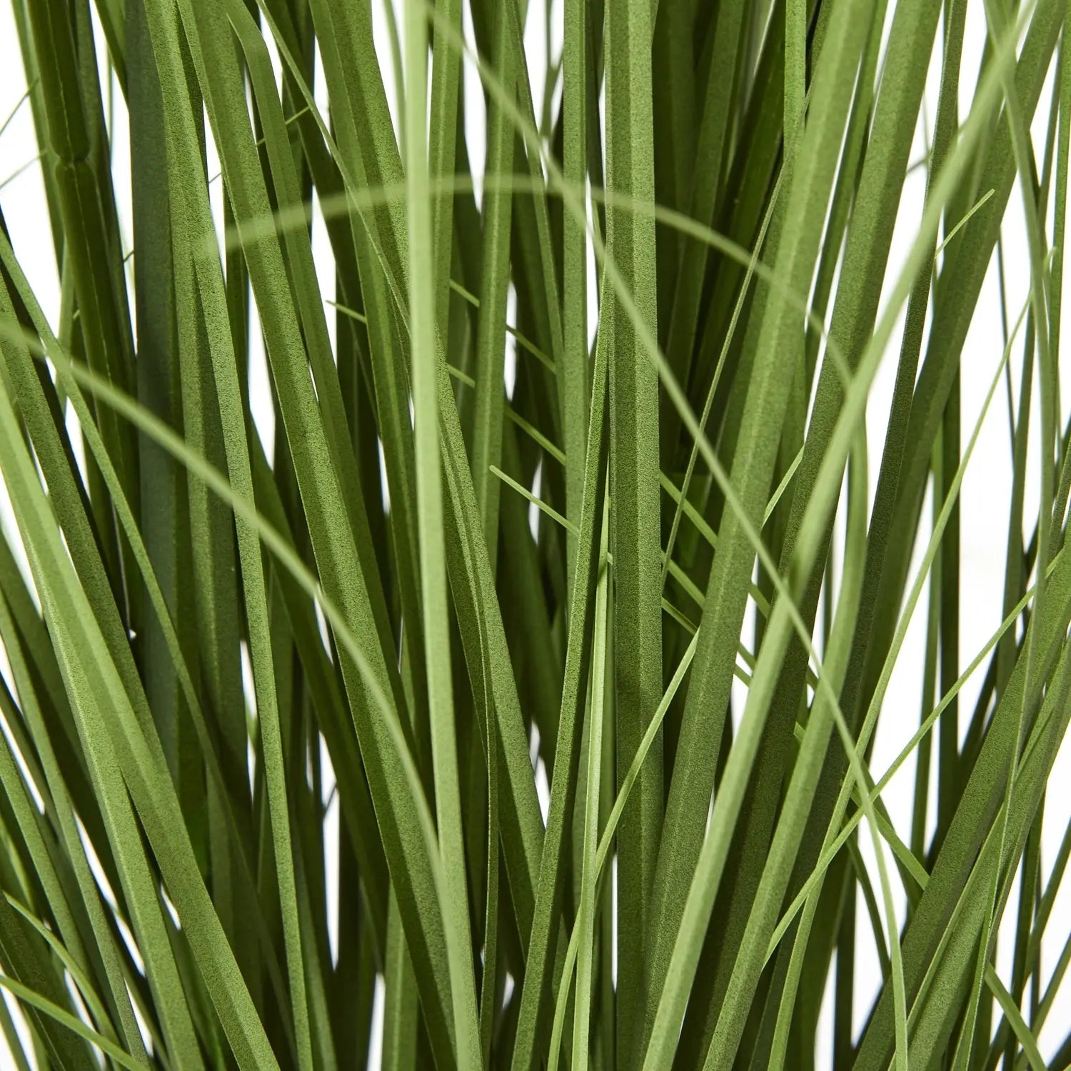 Purple Agapanthus Plant In Pot Makur Interior