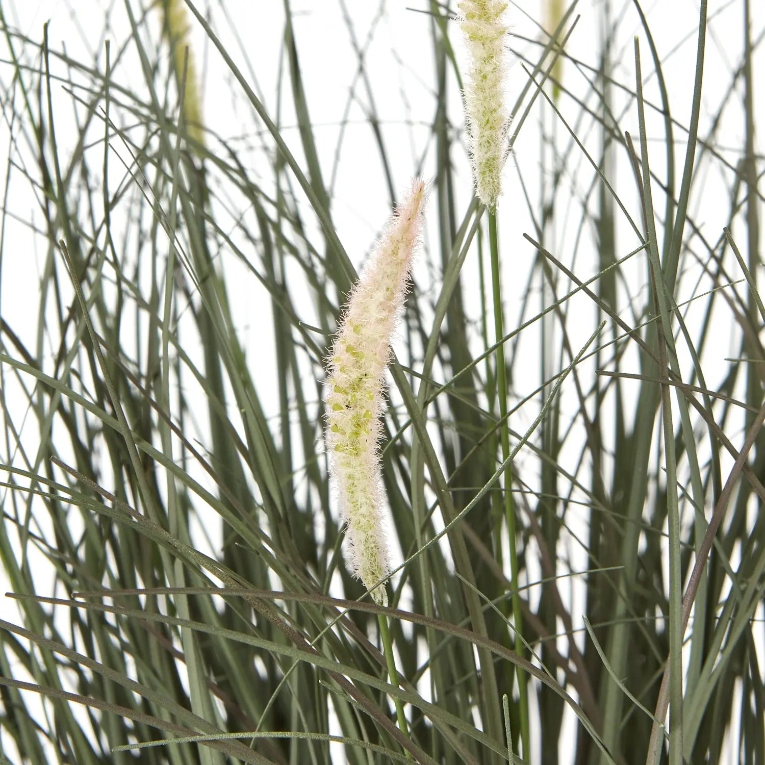 Fountain Grass Plant In Pot Makur Interior