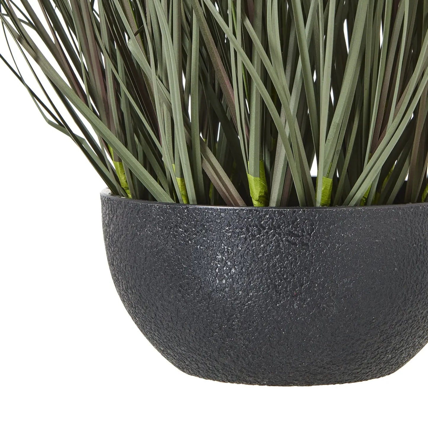 Fountain Grass Plant In Pot Makur Interior