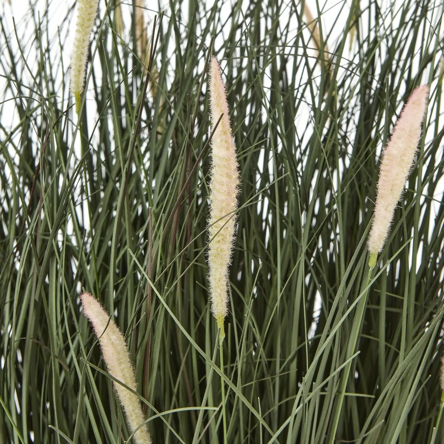 Large Fountain Grass Plant In Pot Makur Interior