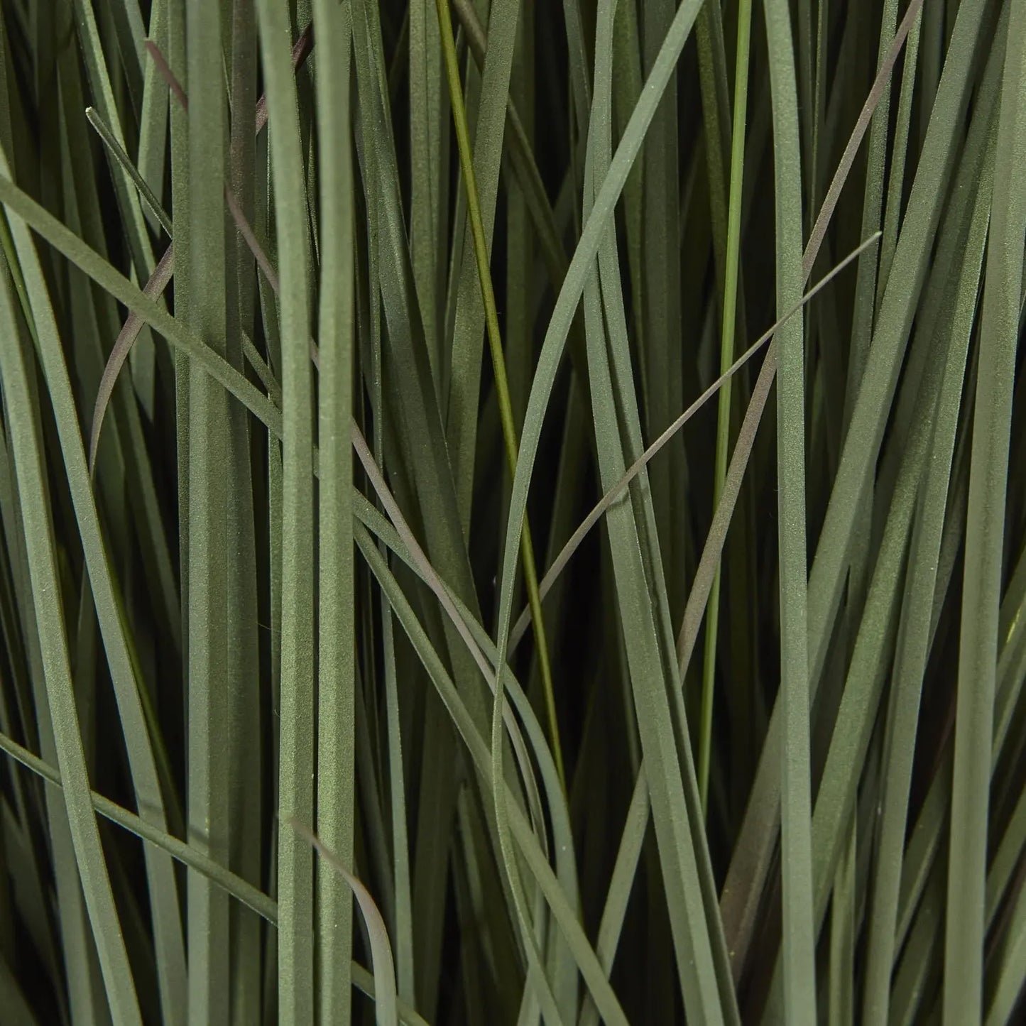 Large Fountain Grass Plant In Pot Makur Interior